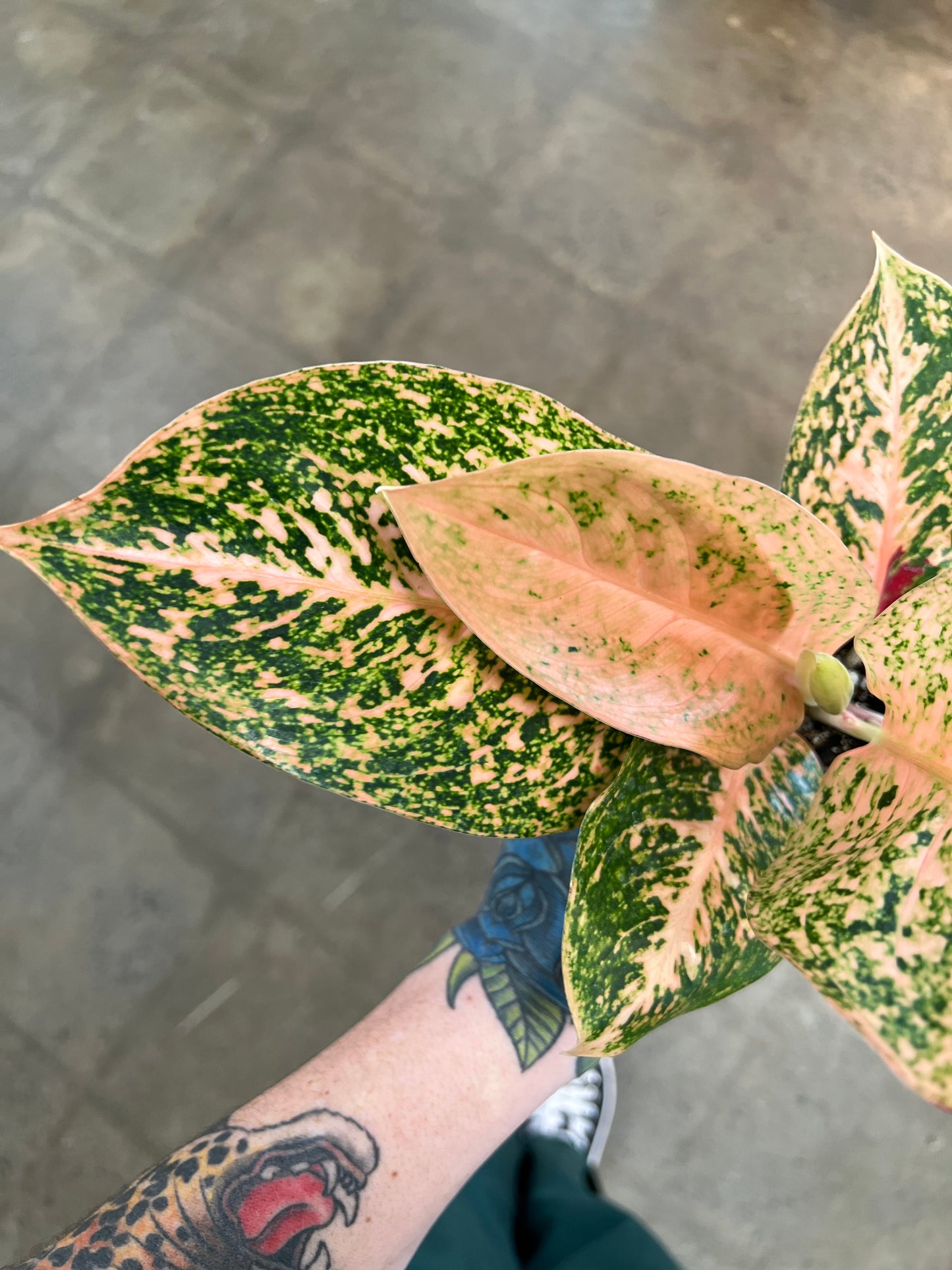 Aglaonema Orange Stardust