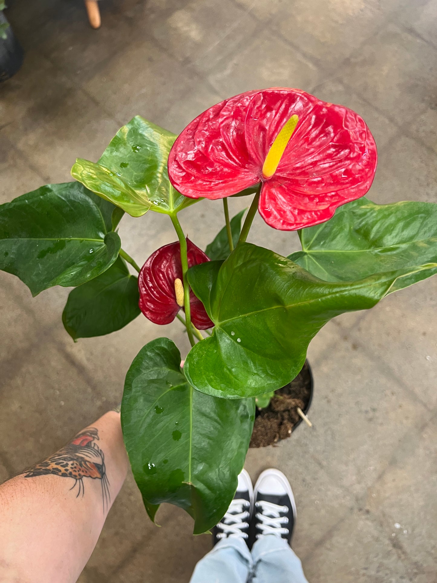 Anthurium Rouge