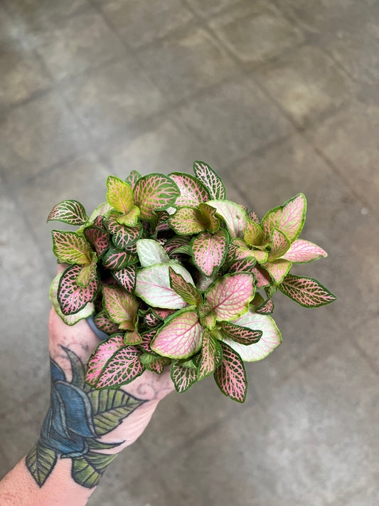 Fittonia Ruby Lime