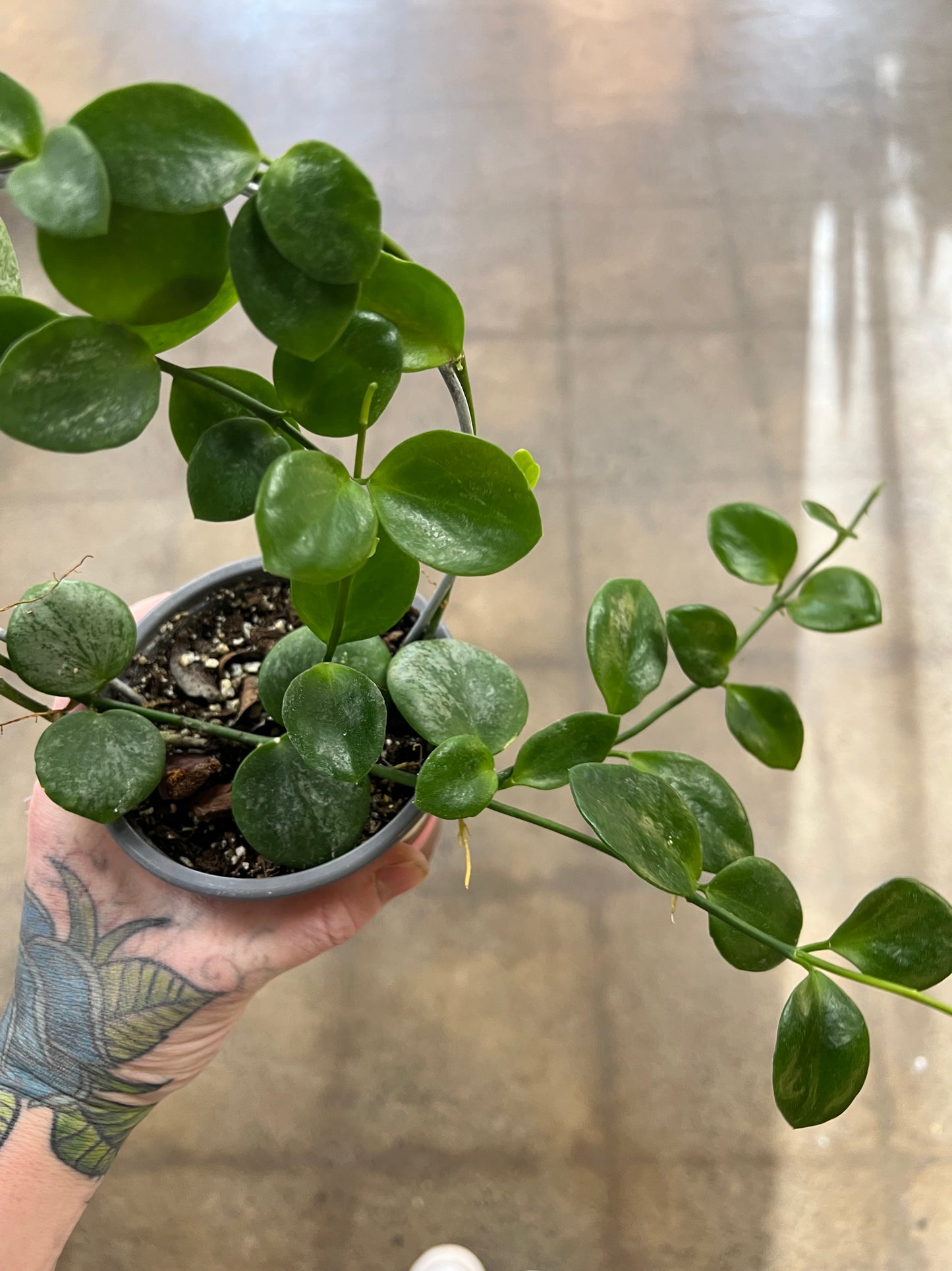 Hoya SP.Biak(Bikensis) Splash