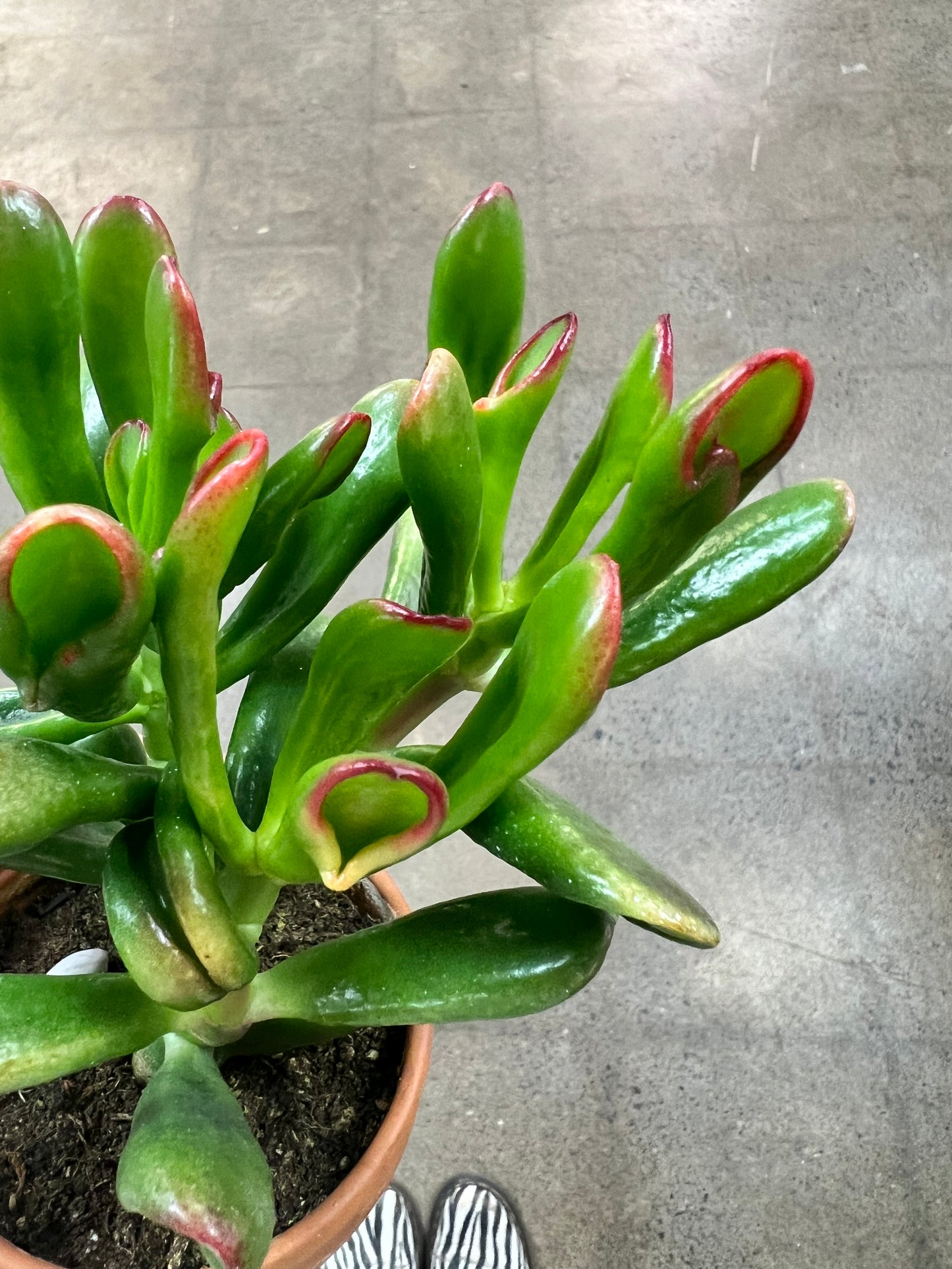 Crassula Ovata Gollum