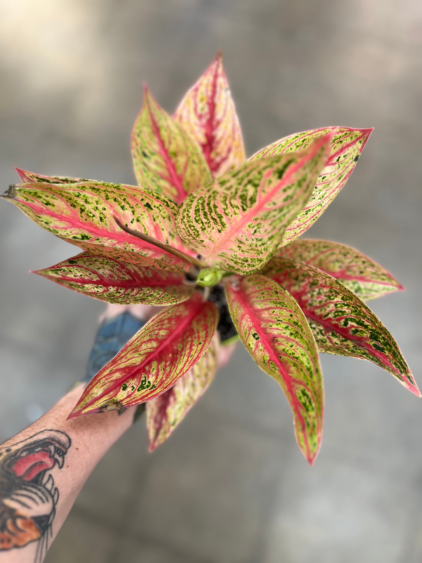 Aglaonema Red Legacy Hybrid