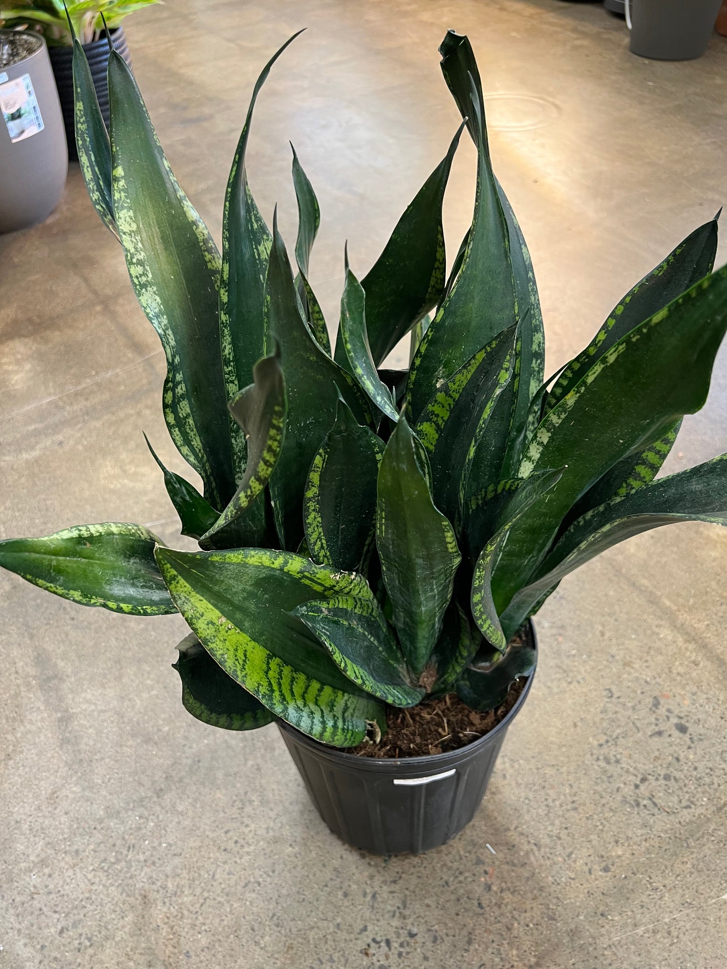 sansevieria whitney height Sansevieria Whitney – jungleroseinc