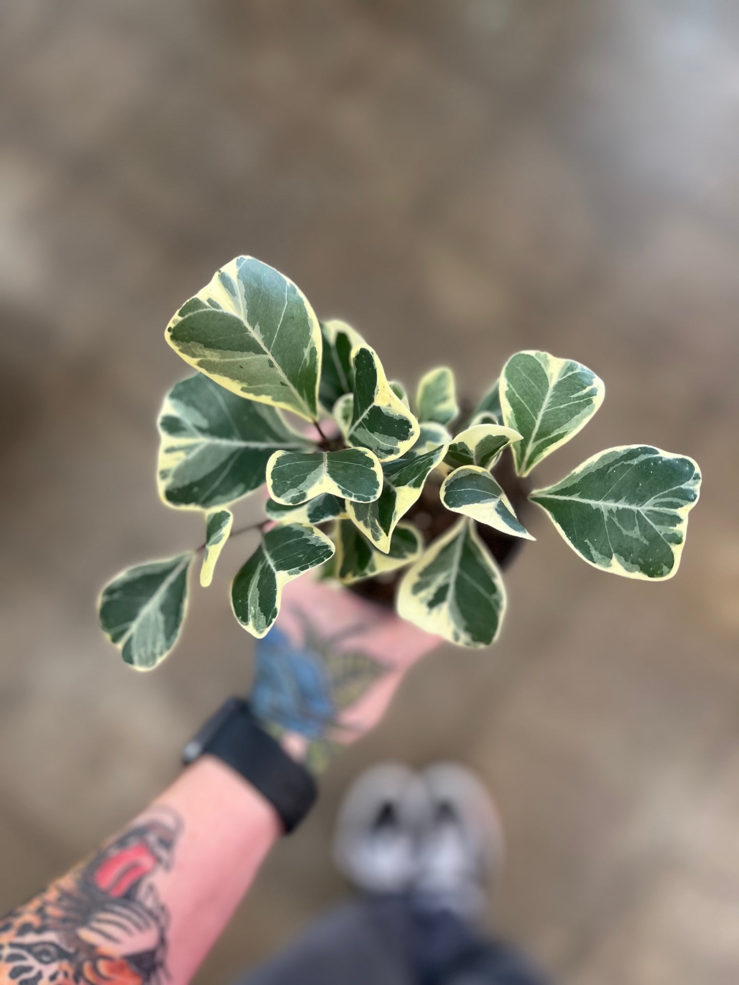 Ficus Triangularis