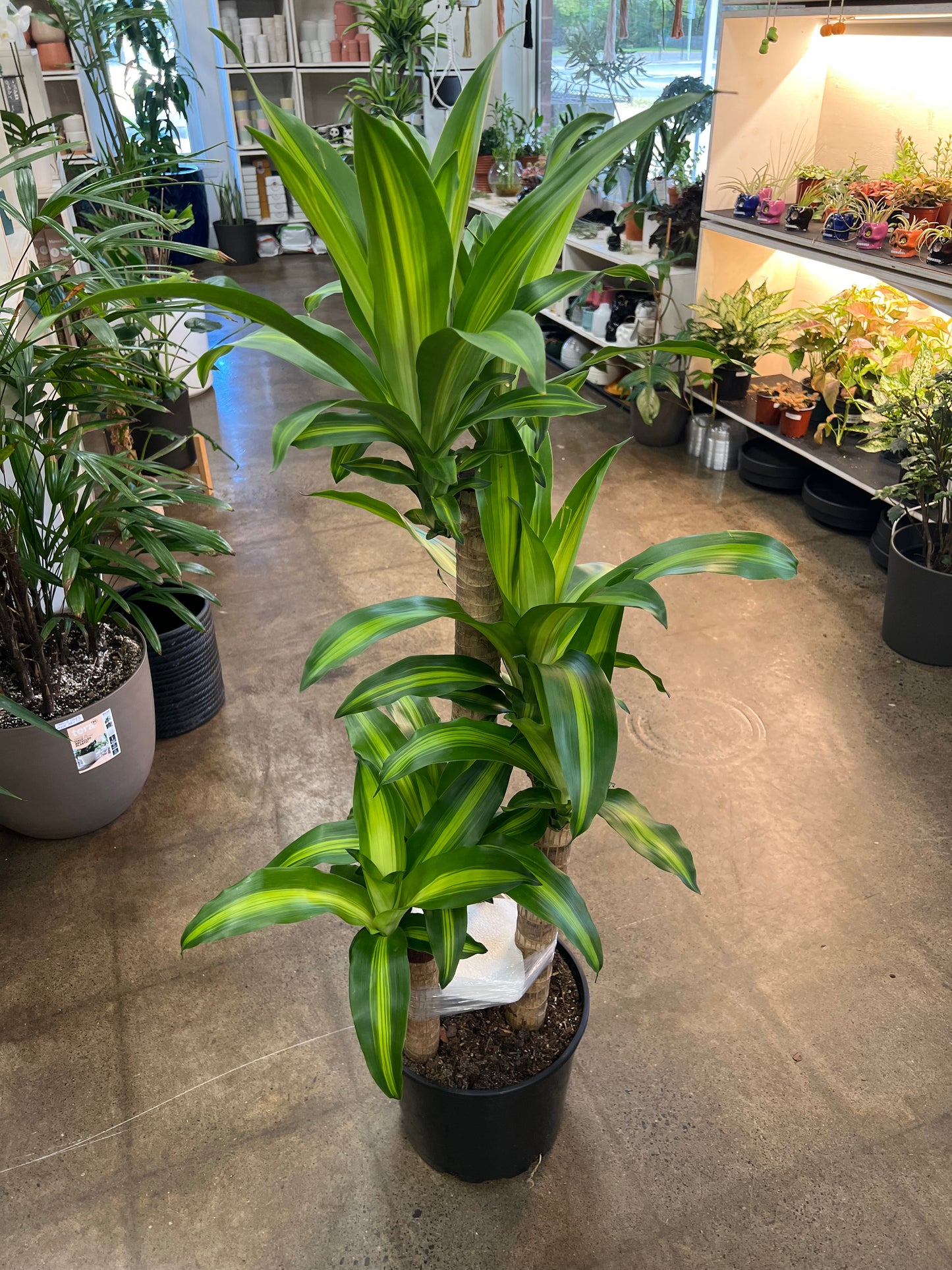 Dracaena Massangeana 3-2-1