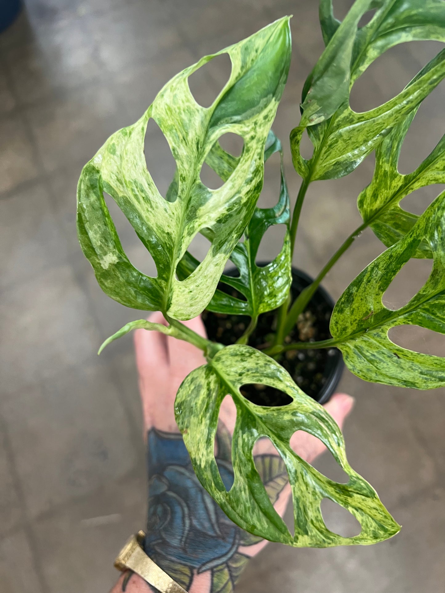 monstera adansonii indo mint Monstera Adansonii Indo Mint
