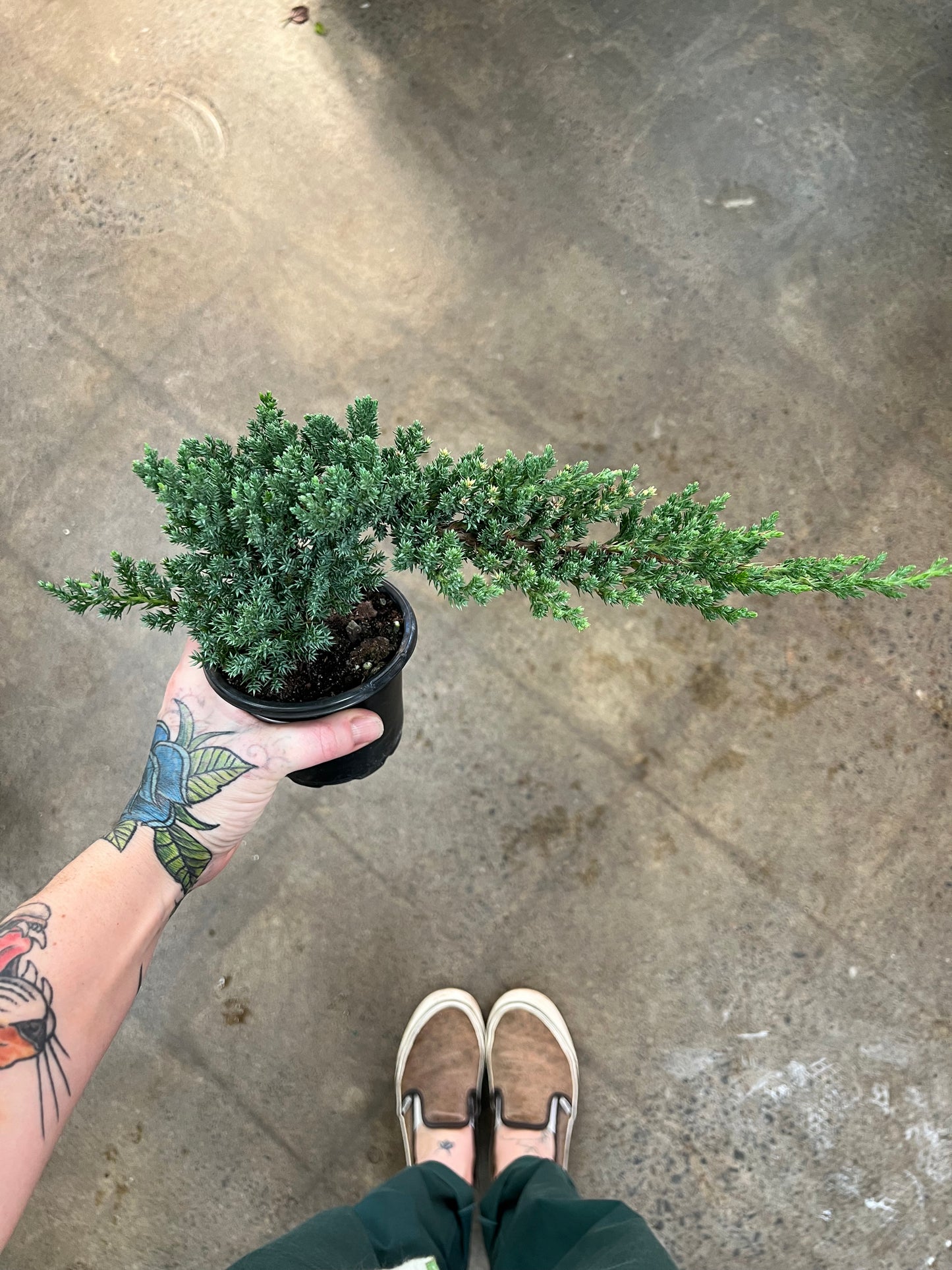 Bonsai Juniper