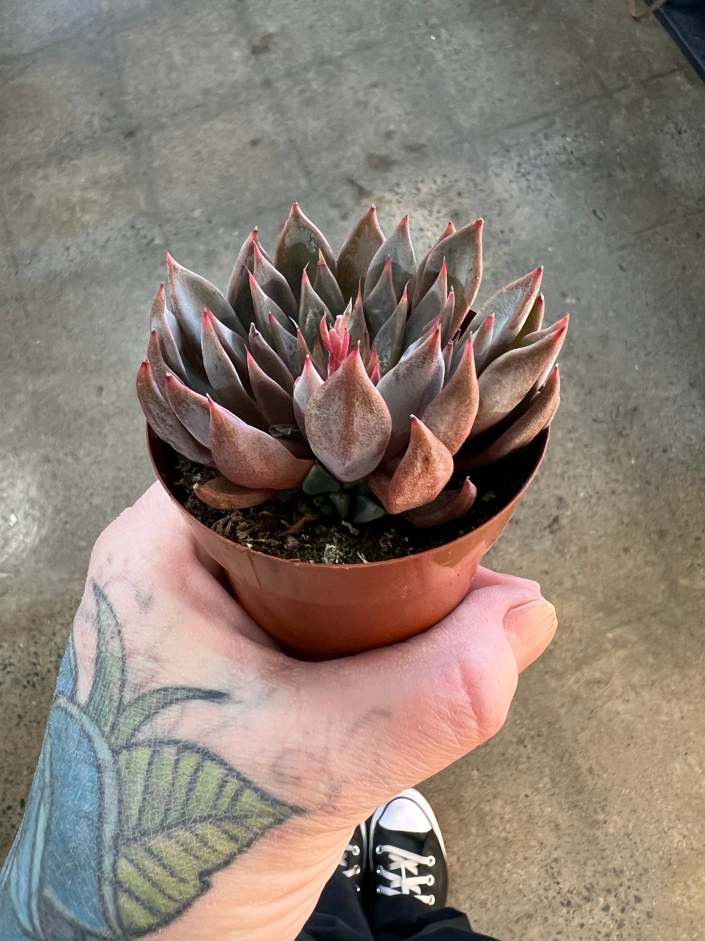 Echeveria Barca