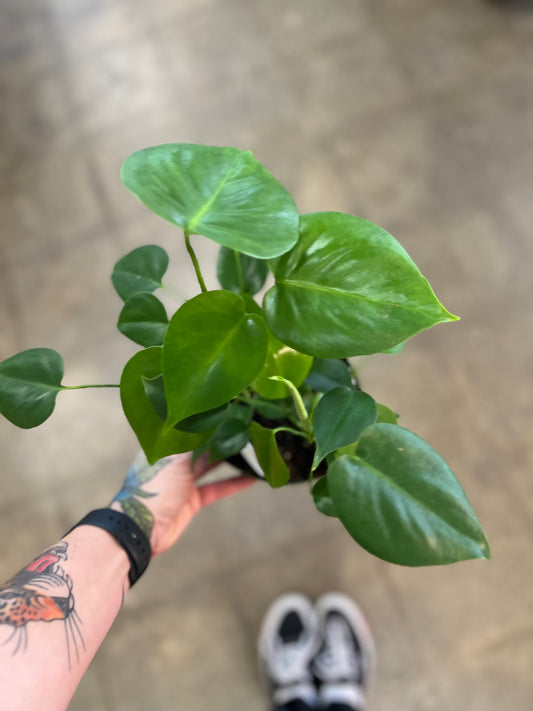 Philodendron Monstera