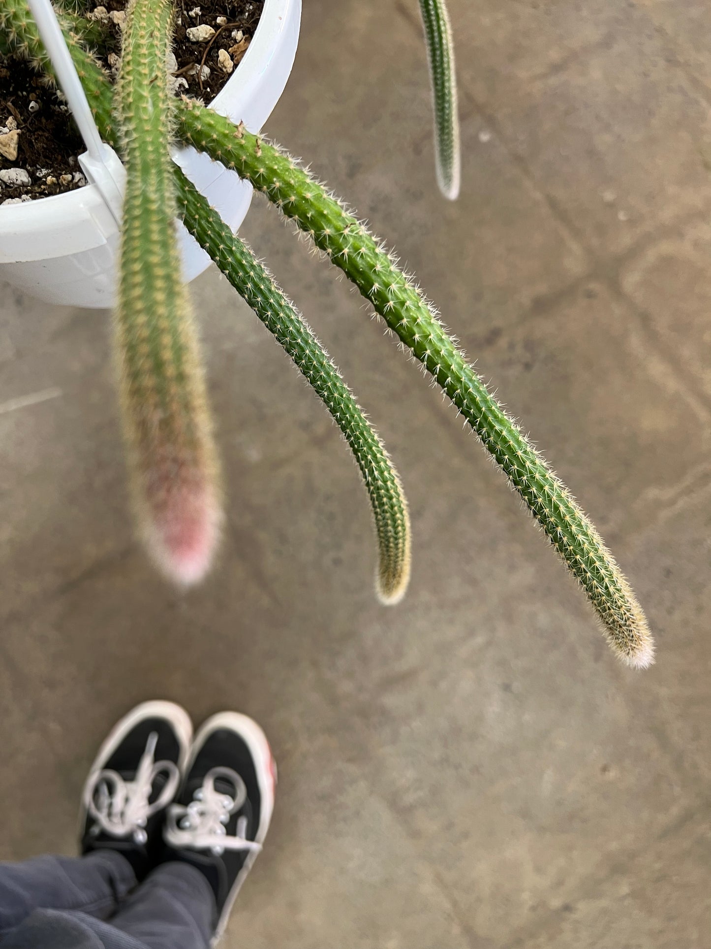 Cactus Rattail