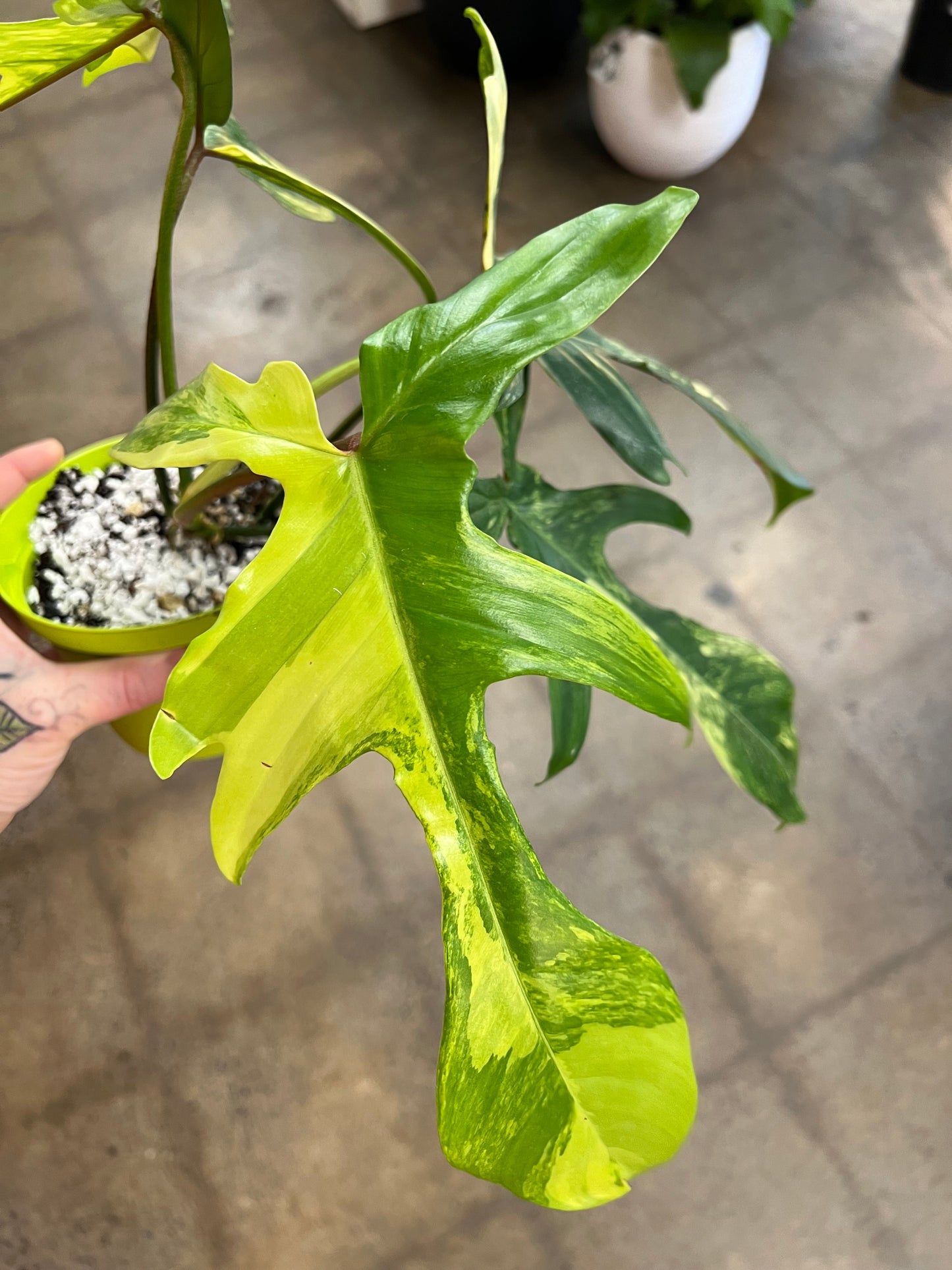 Philodendron Florida Beauty Variegated