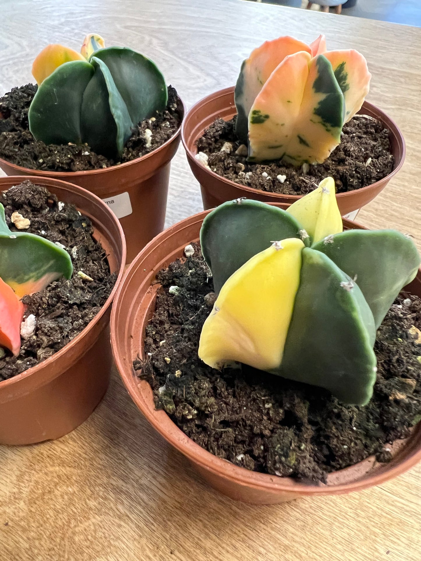 Astrophytum Myriostigma Variegated