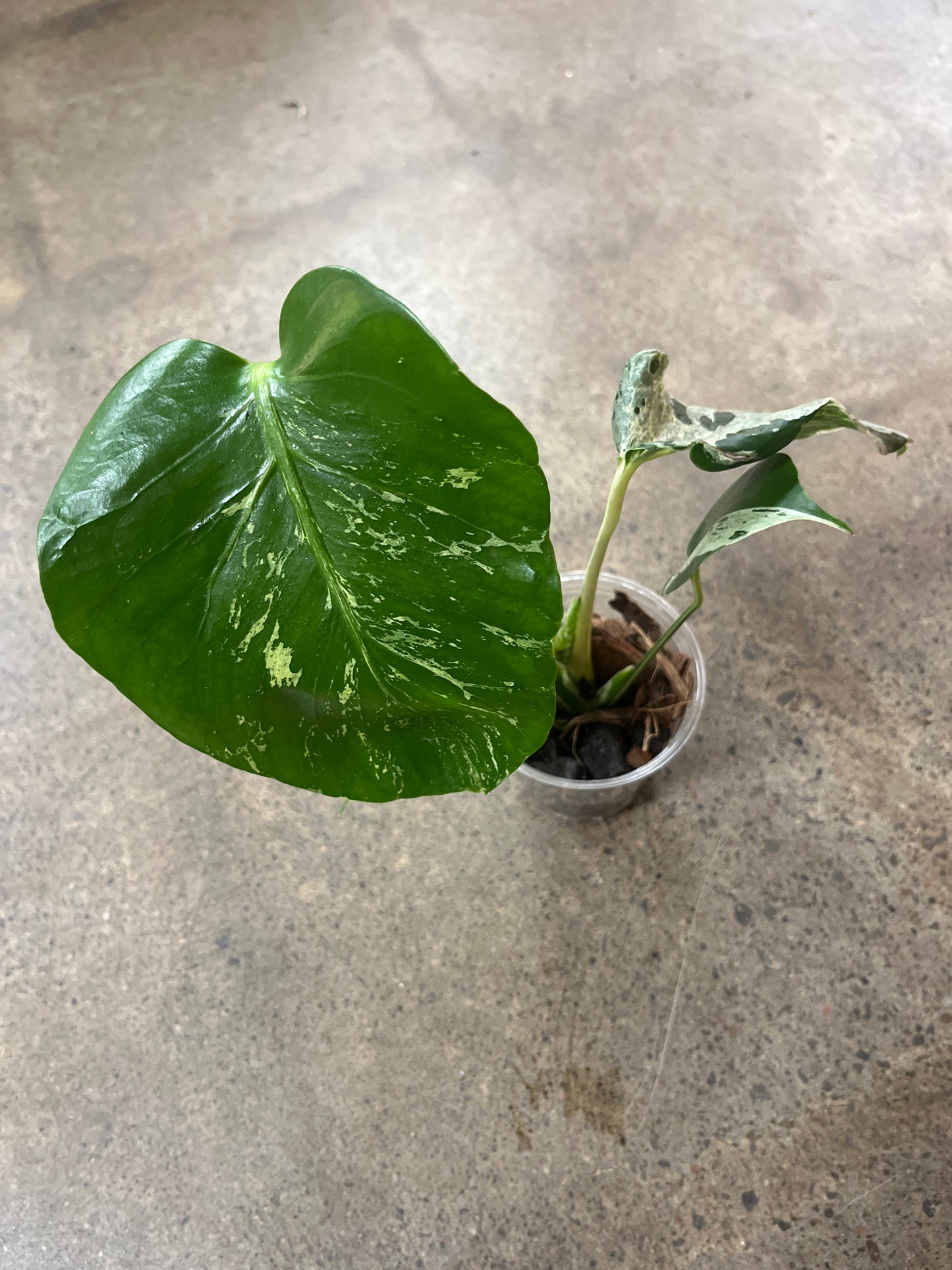 Monstera Bulbasaur