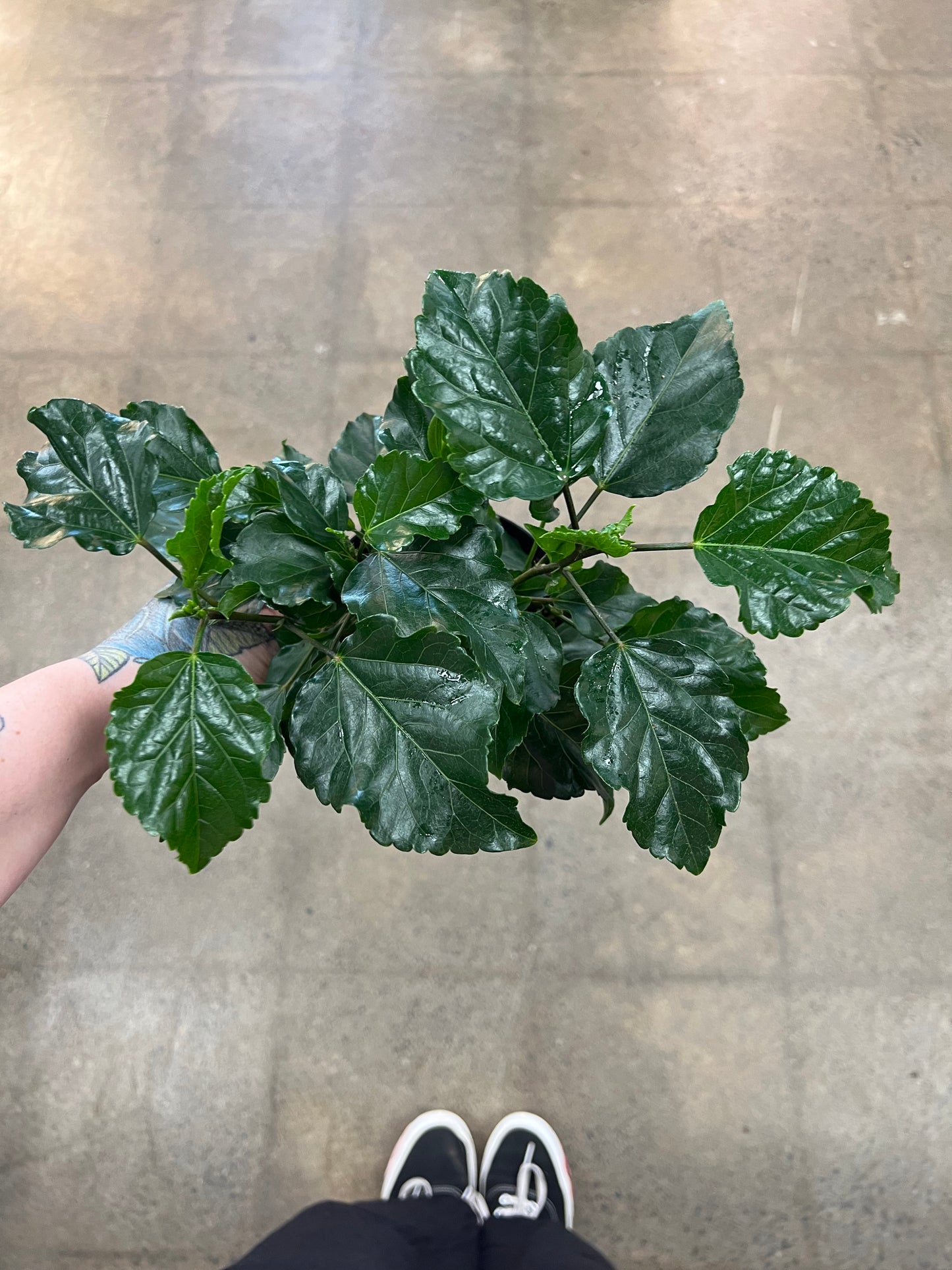 Hibiscus Blanc