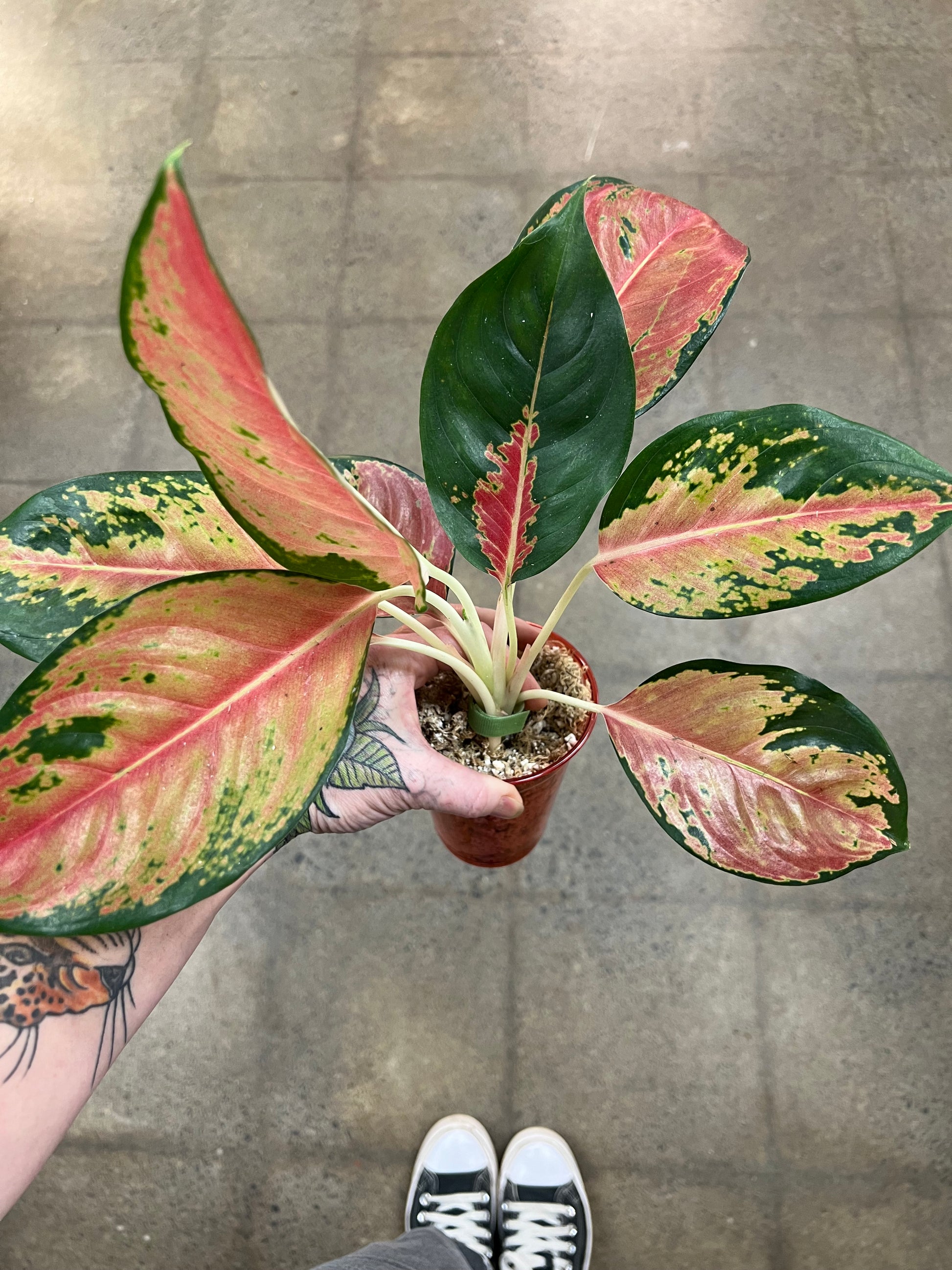 cochin aglaonema Aglaonema Orange Cochin