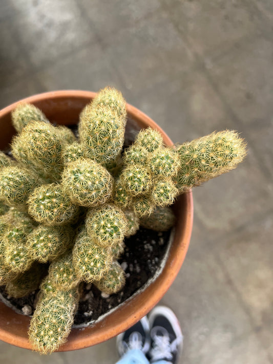 Cactus grès