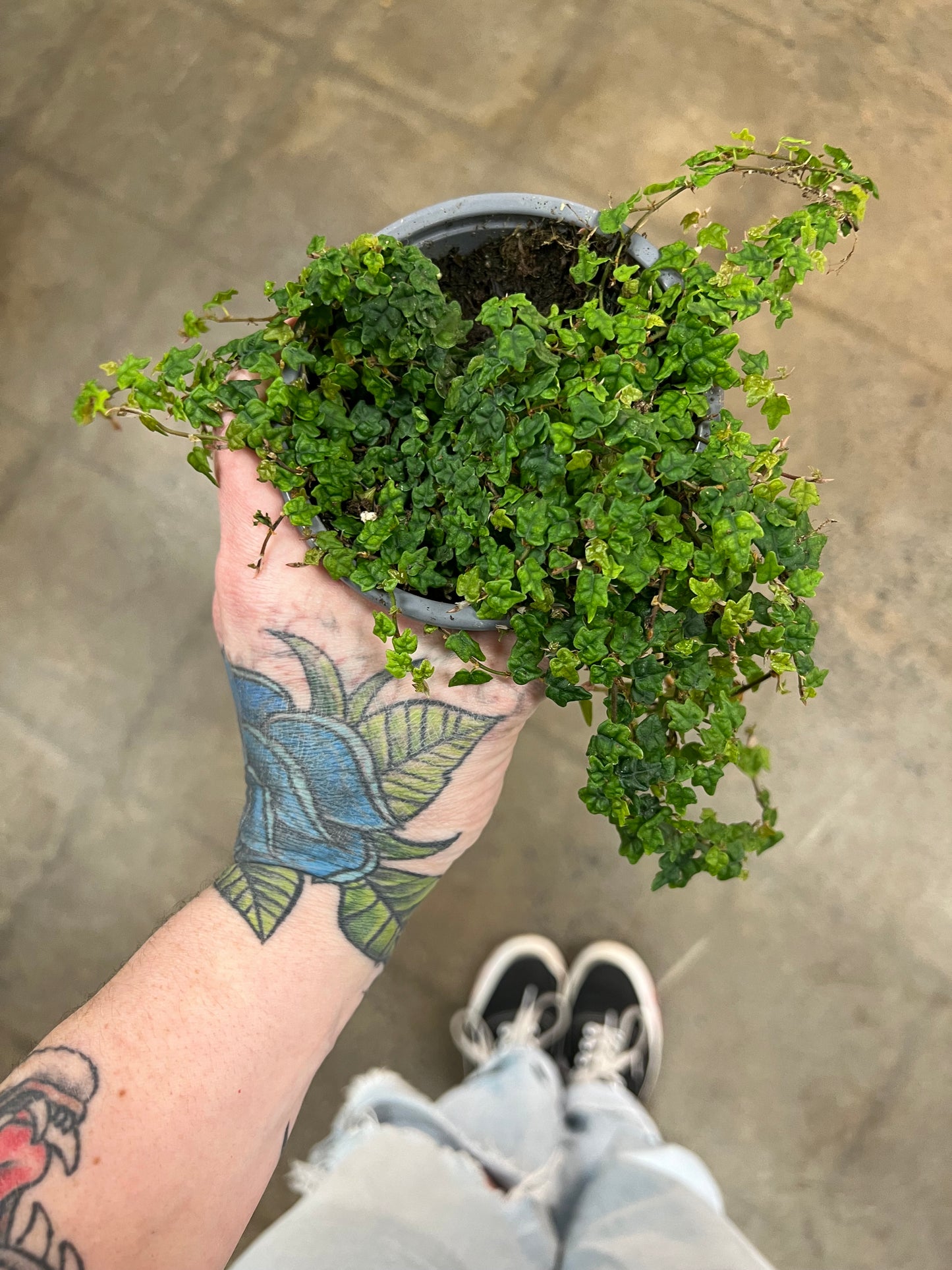 Ficus Pumila/ Chaînes de grenouille