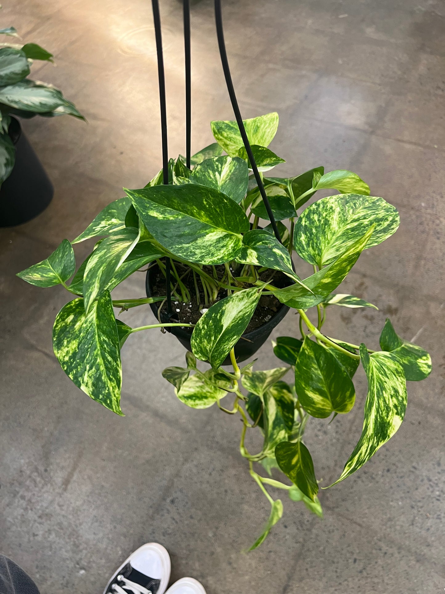 Pothos Hawaiian