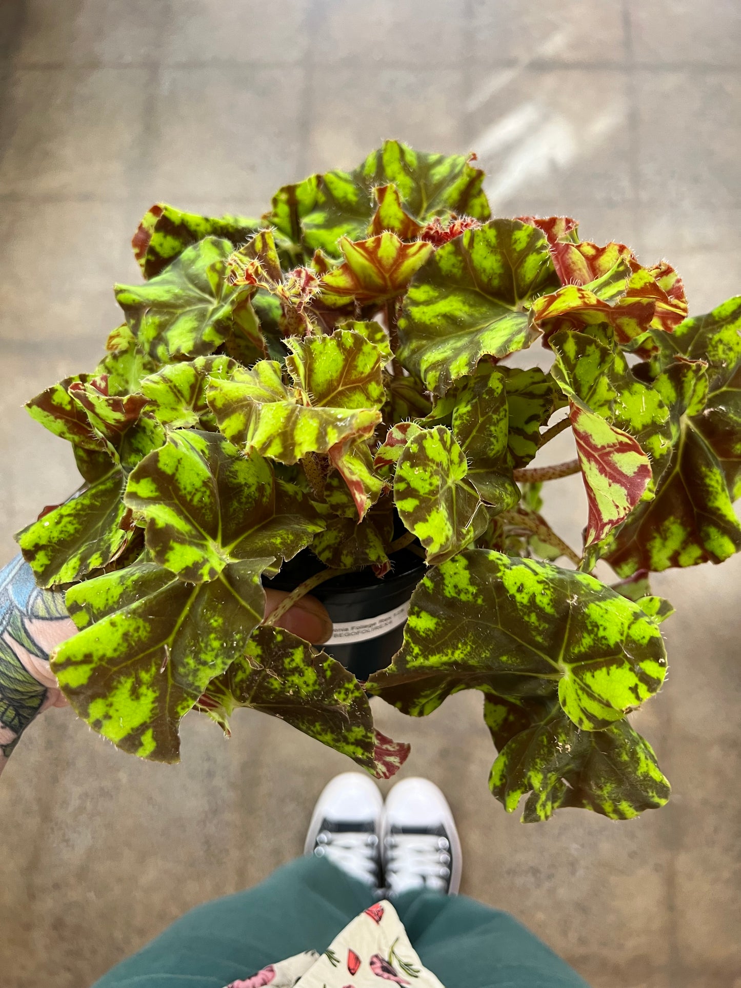 Begonia Foliage Rex