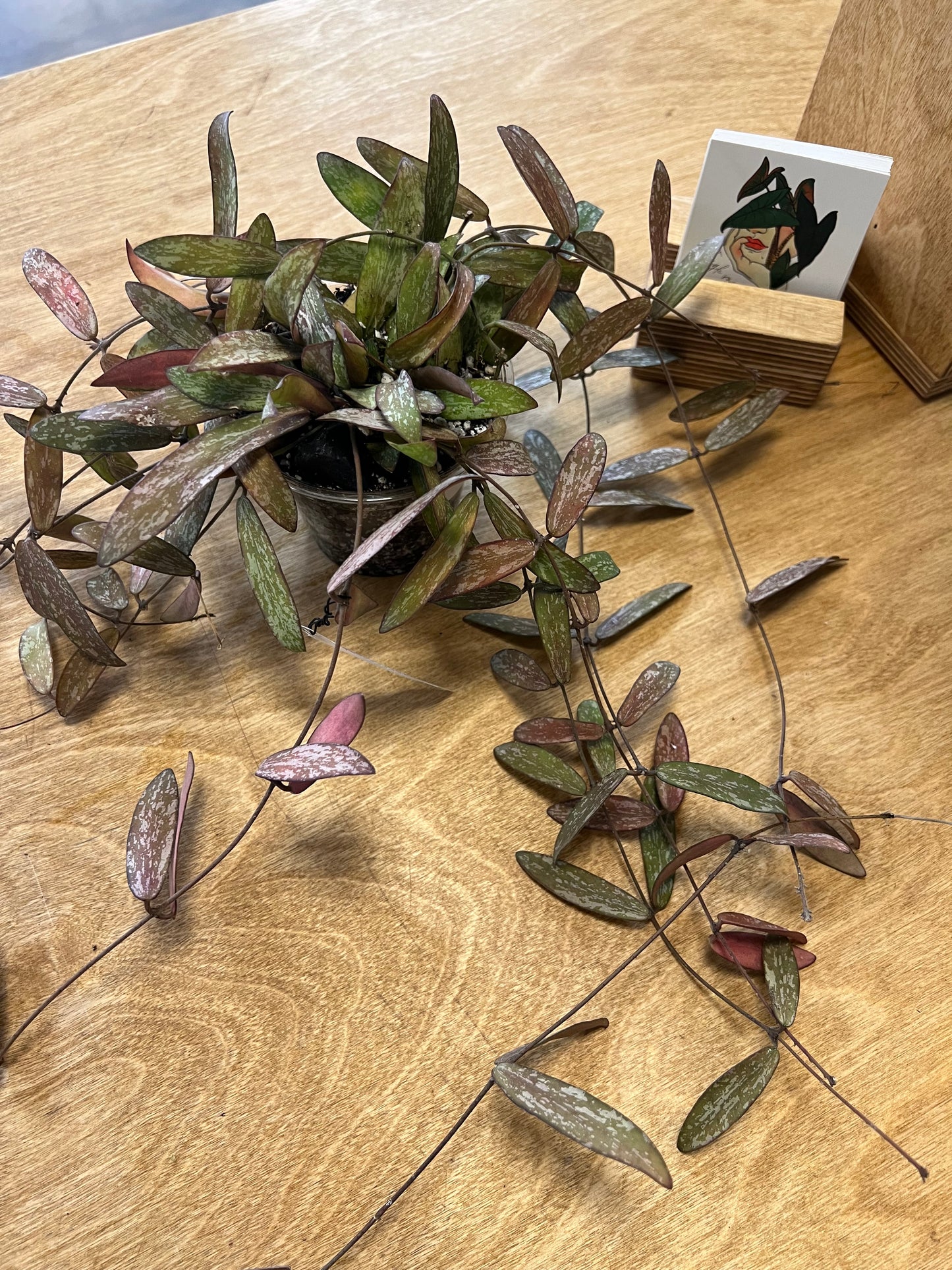 Hoya Sigillatis