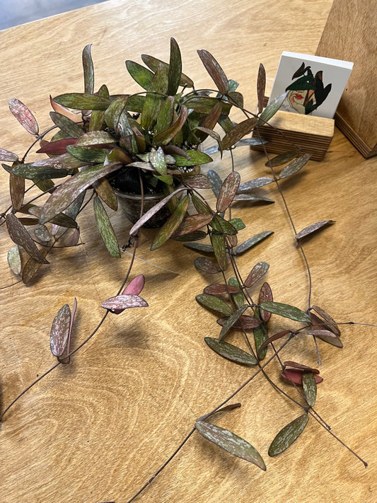 Hoya Sigillatis