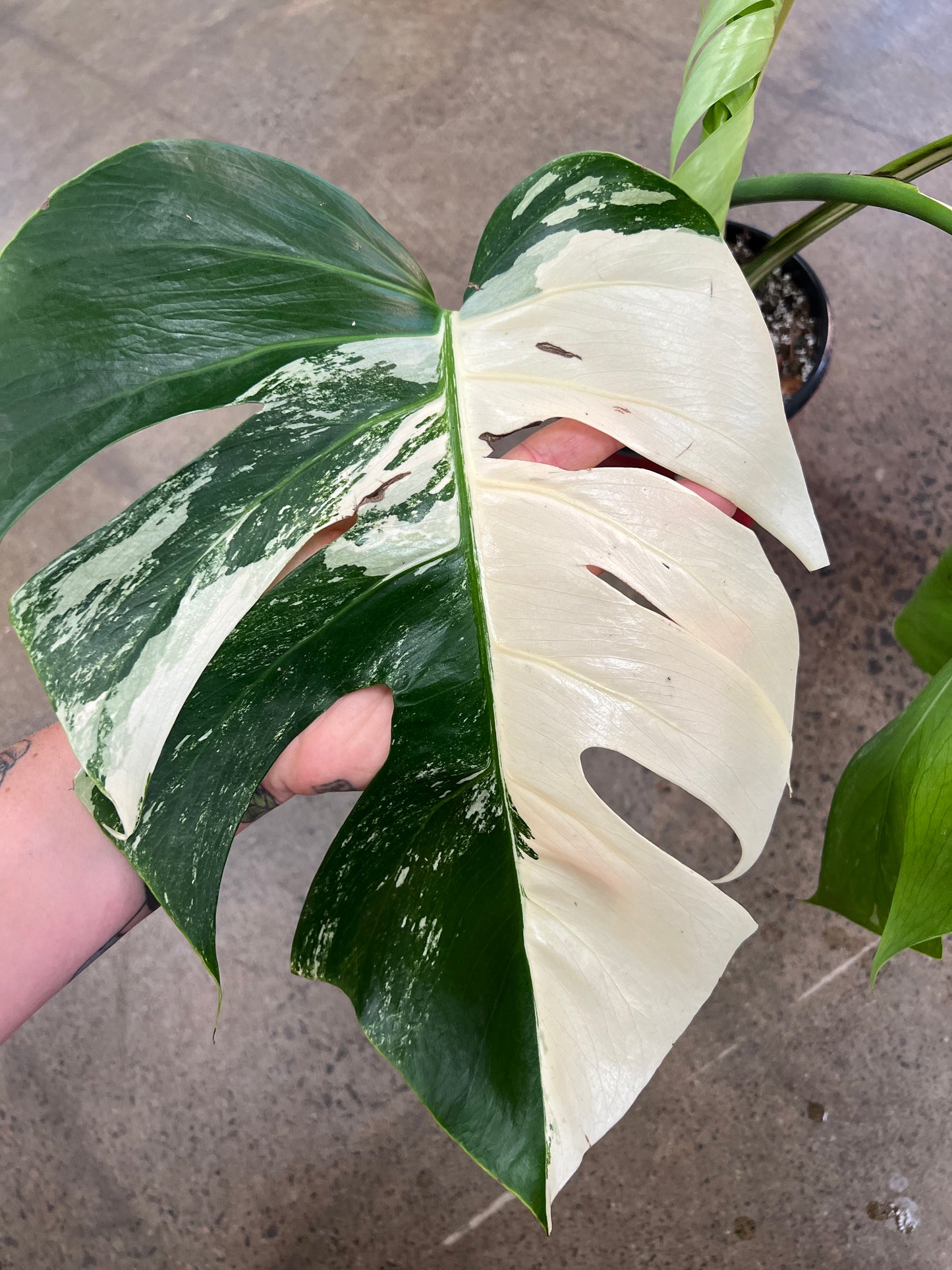 Monstera Albo #20