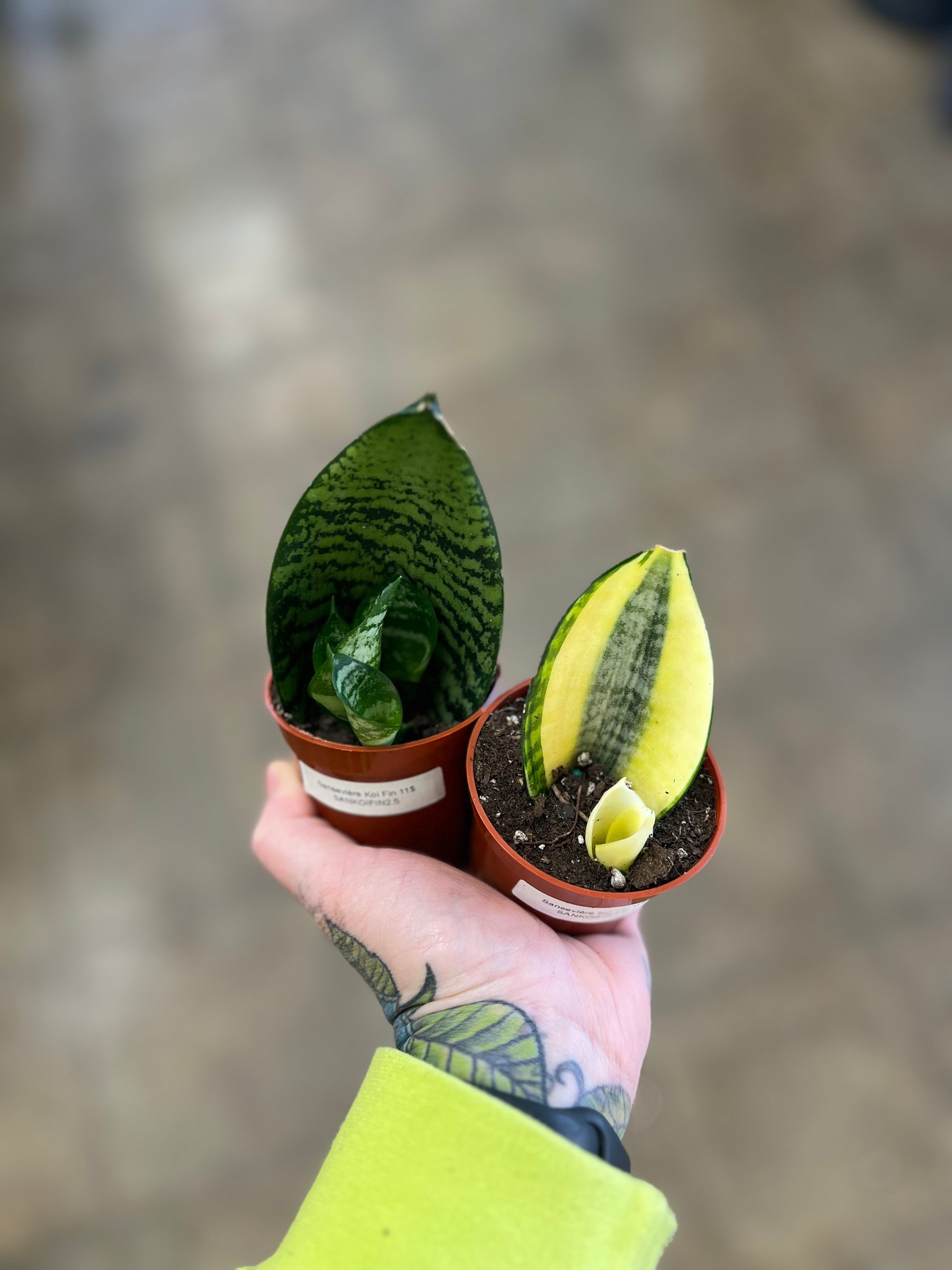 koi fin sansevieria Sansevieria Koi Fin