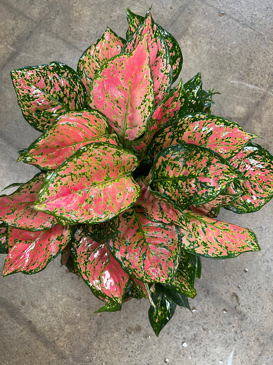 Aglaonema Red Valentine