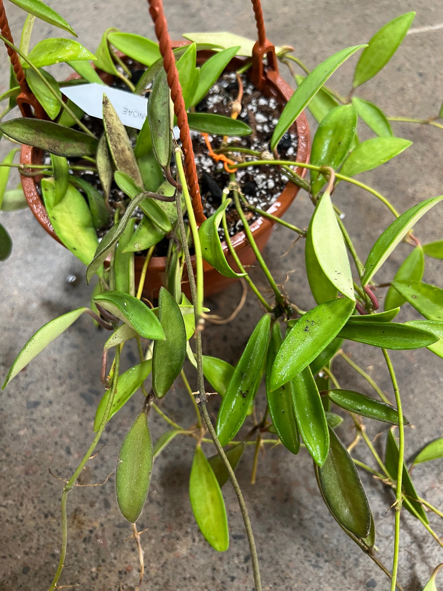 Hoya Anncajanoae