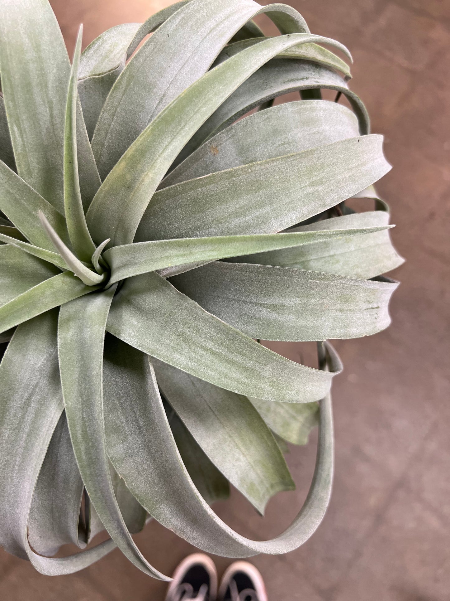 Tillandsia Xerographica XXL