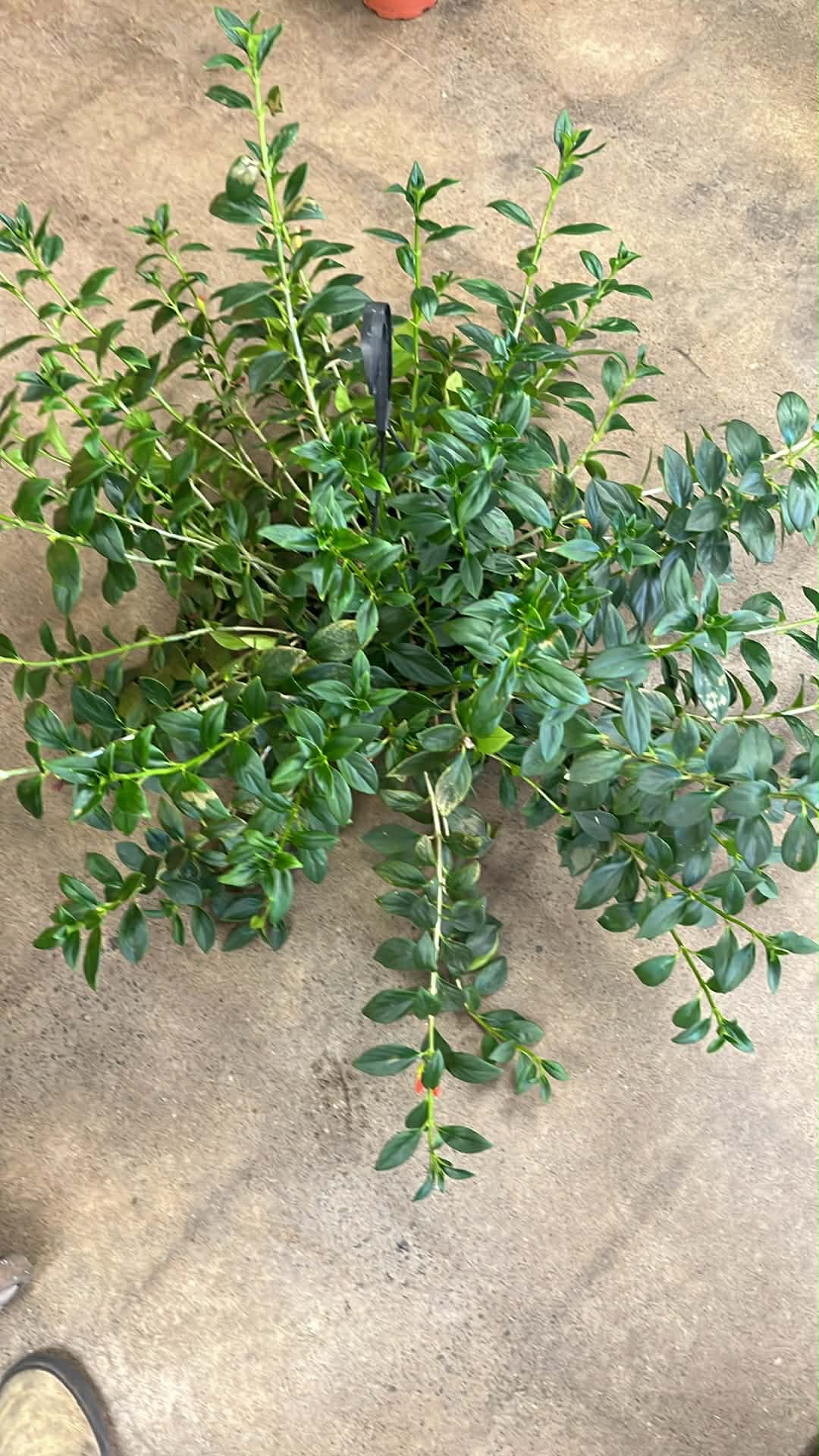 Nematanthus Tropicana California Gold