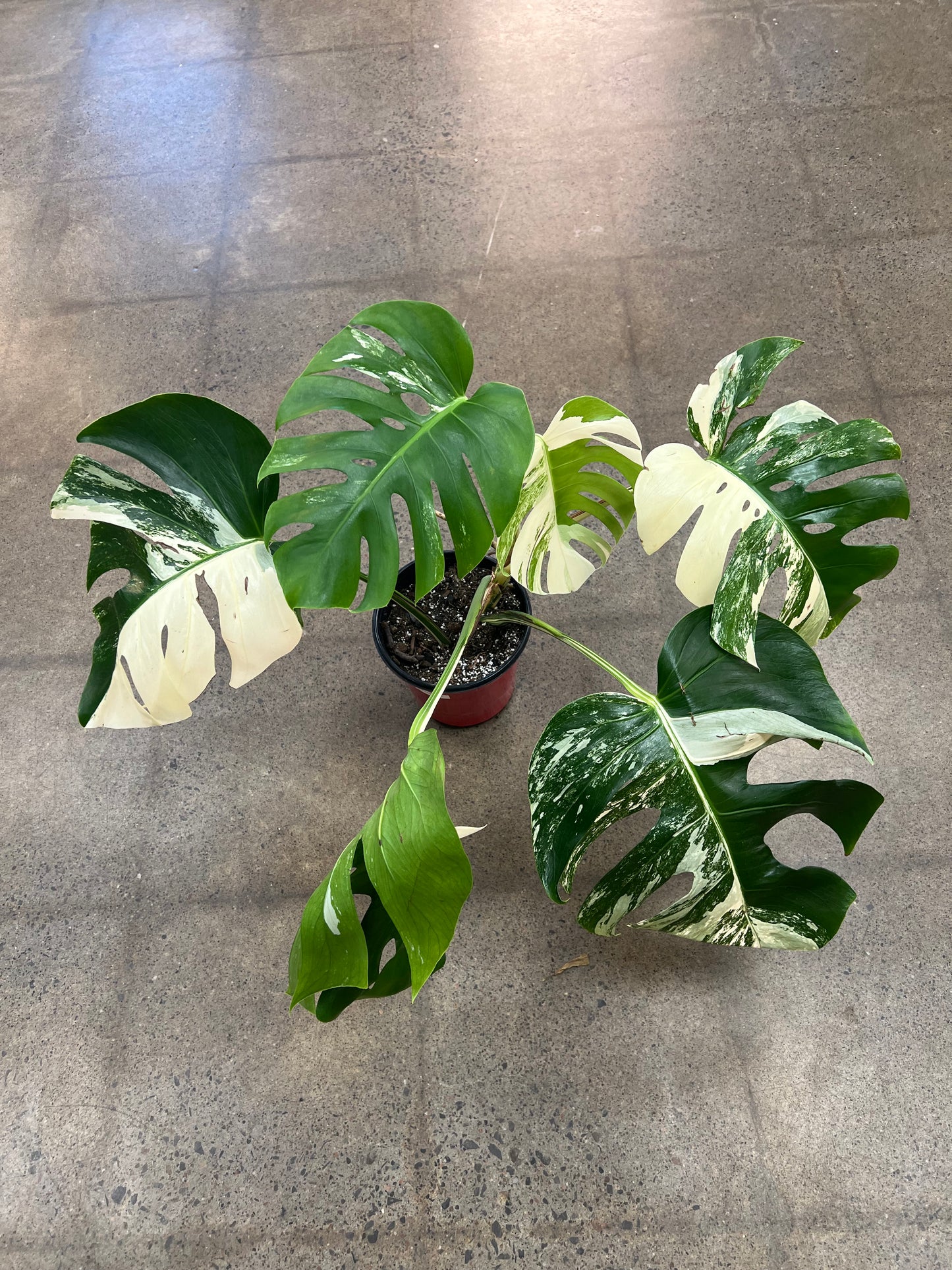 Monstera Albo #20