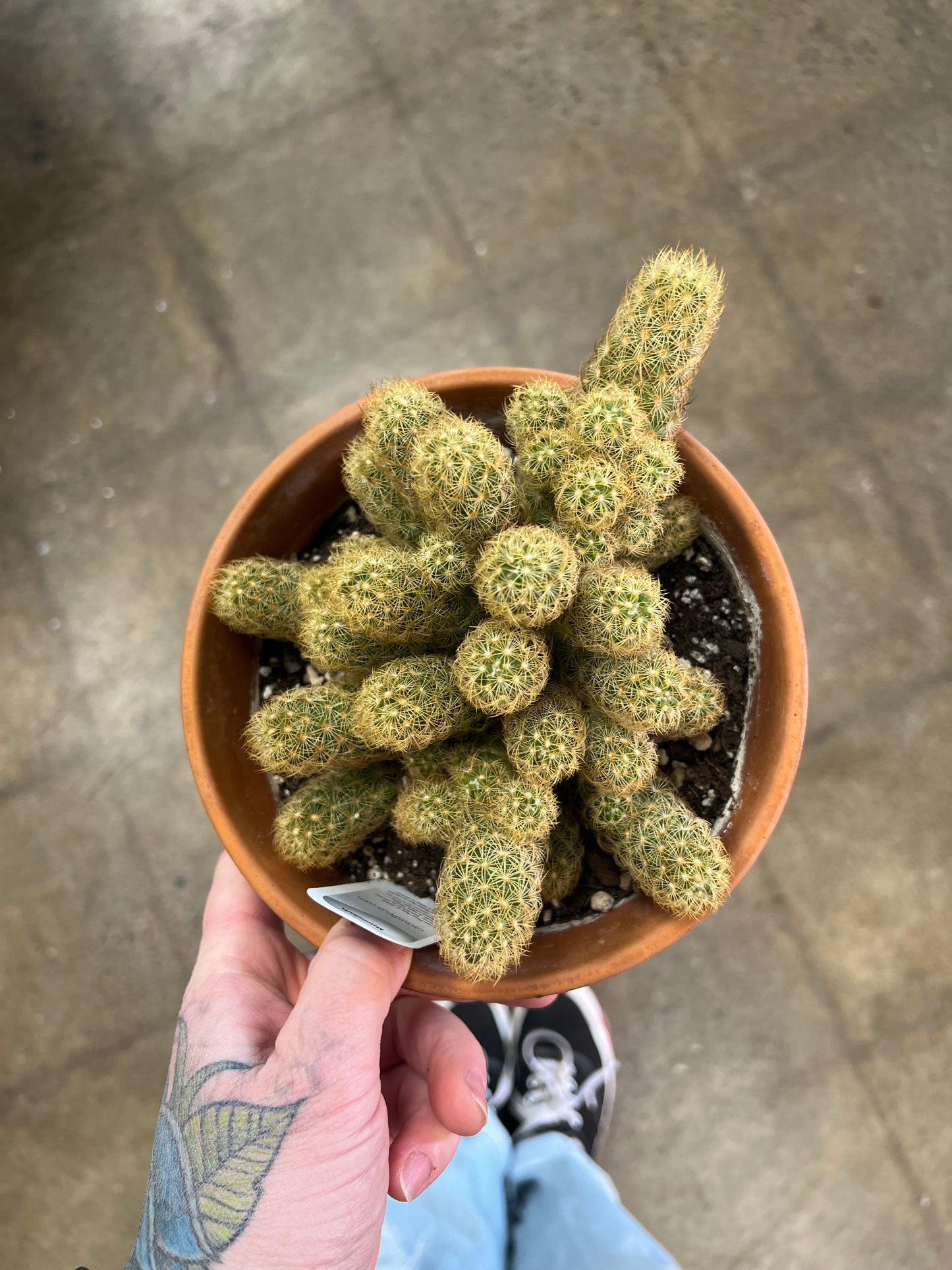 Cactus grès