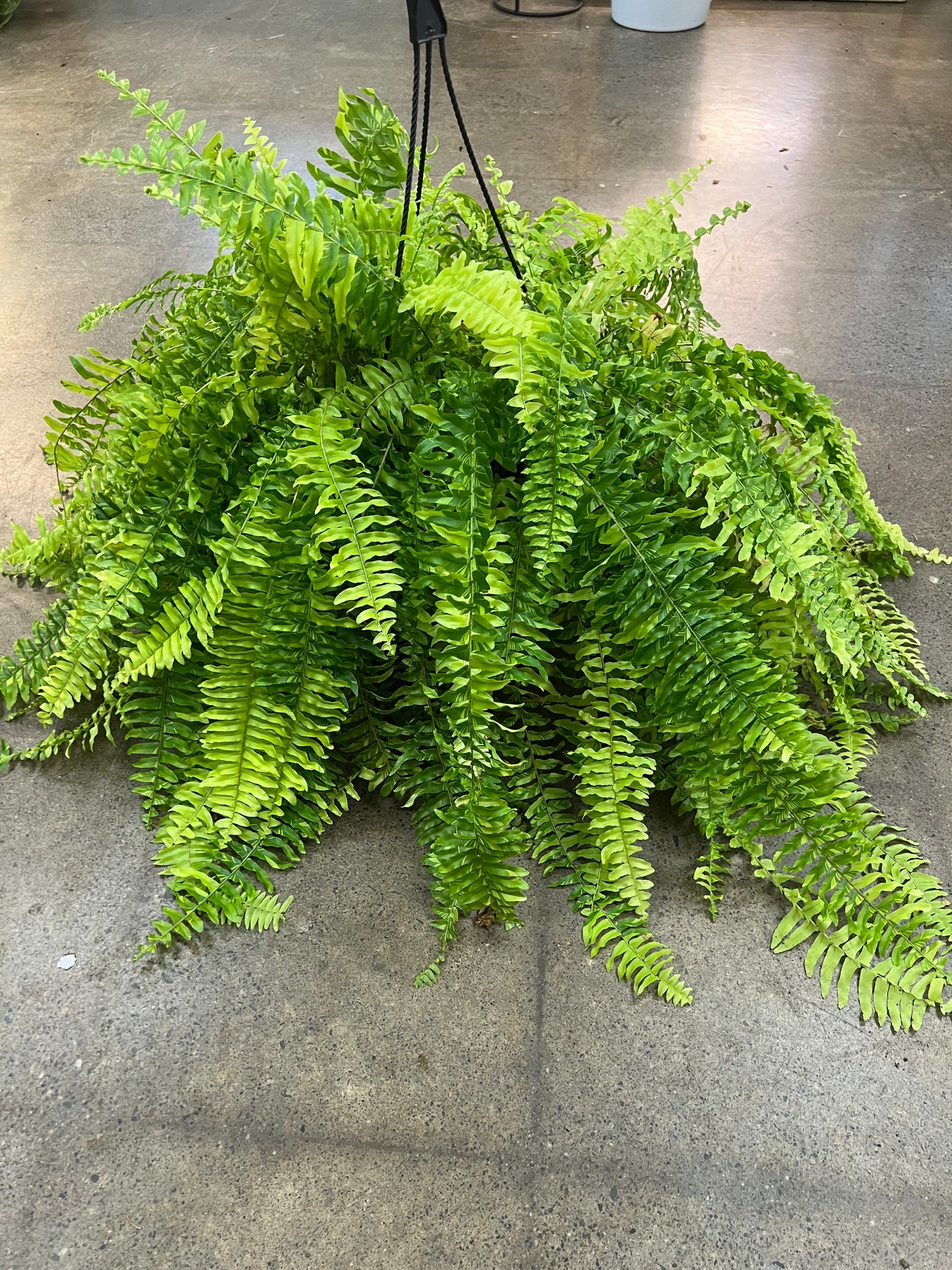 Fern Tiger