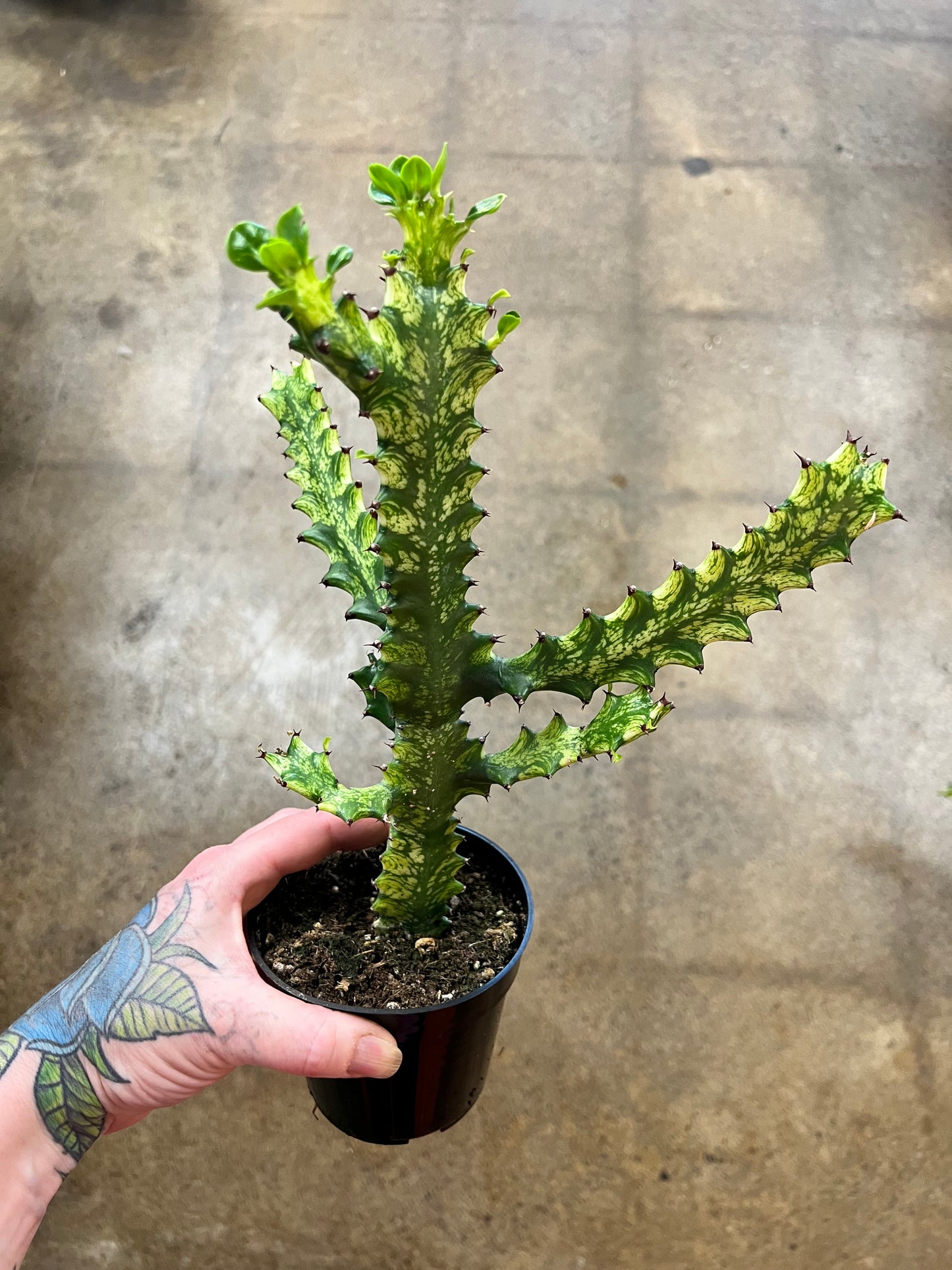 Euphorbia Trigona Mint Cream