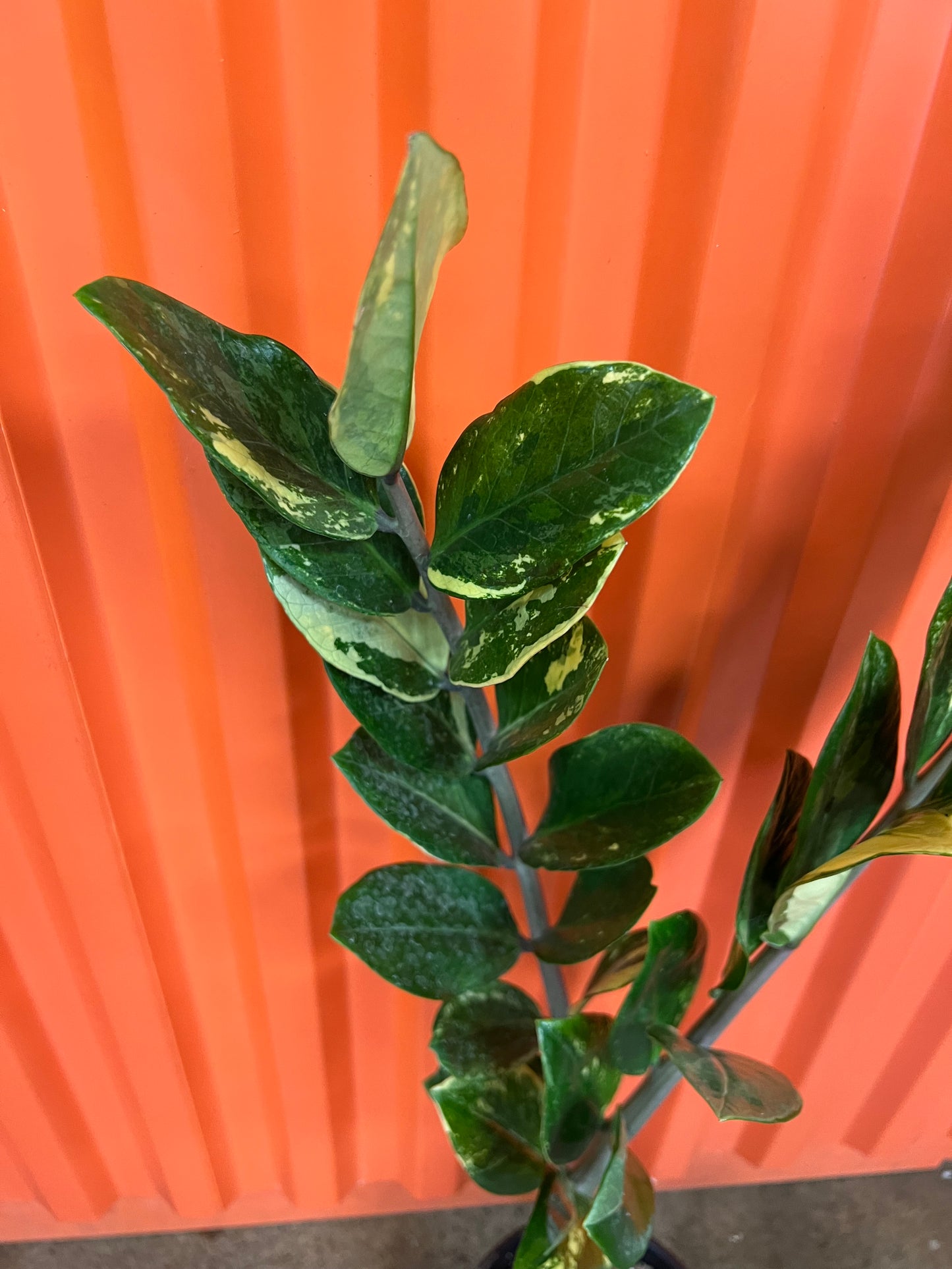 Zamioculcas Zamiifolia Variegata #2