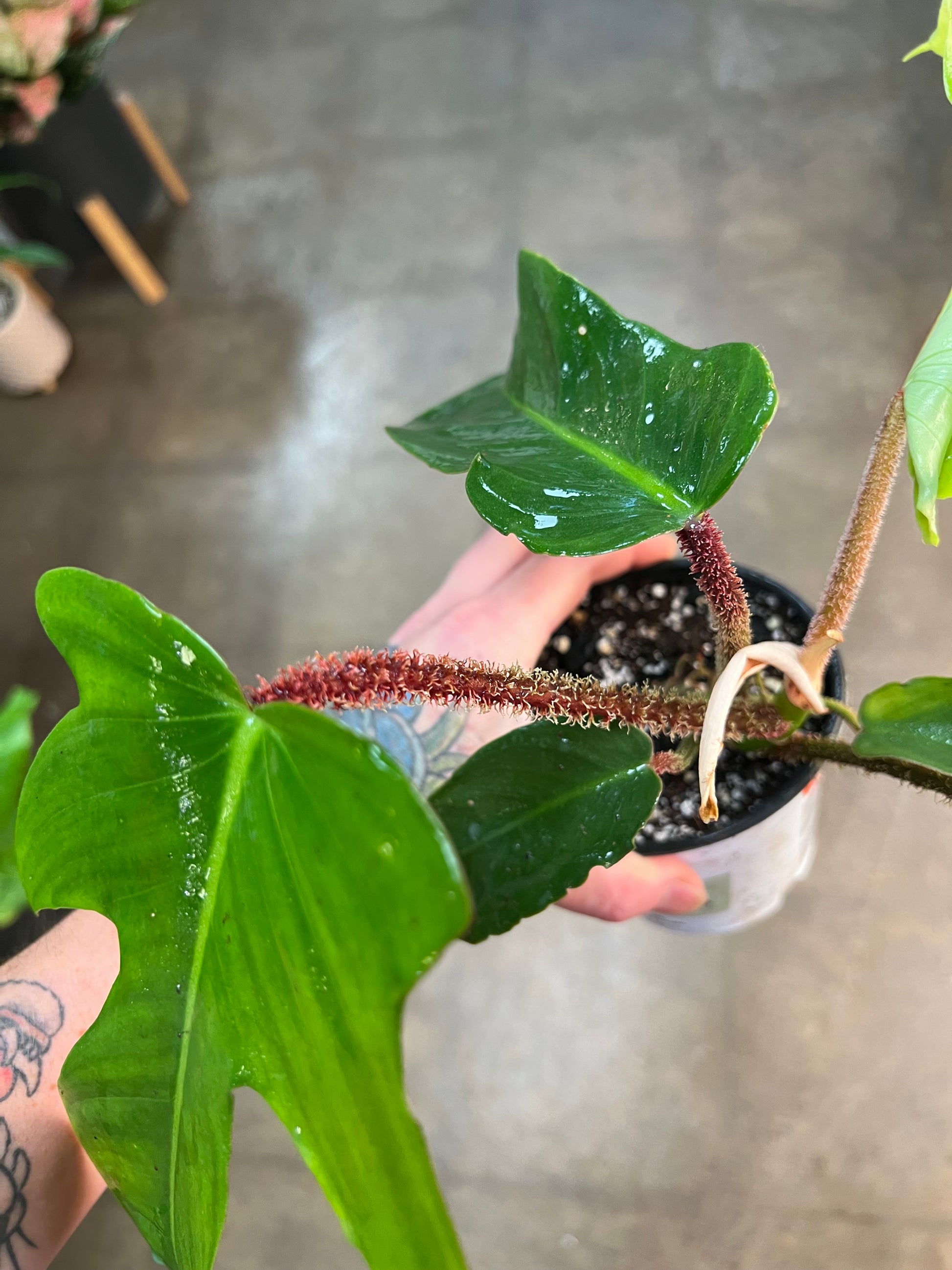 philodendron squamiferum magic mask Philodendron Squamiferum – jungleroseinc