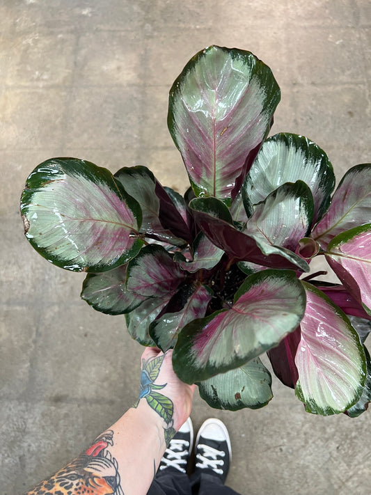 Calathea Northern Lights