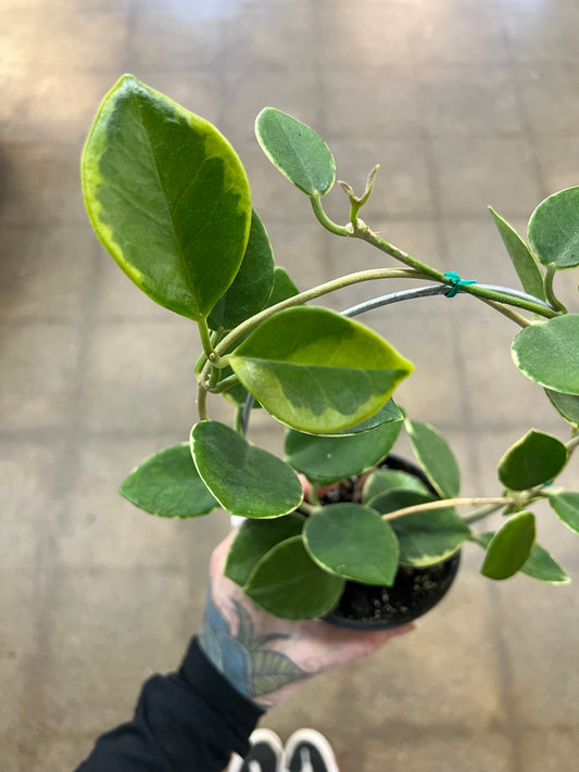 Hoya Australis Albomarginata