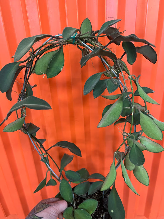Hoya SP. Burtoniae Phillippines