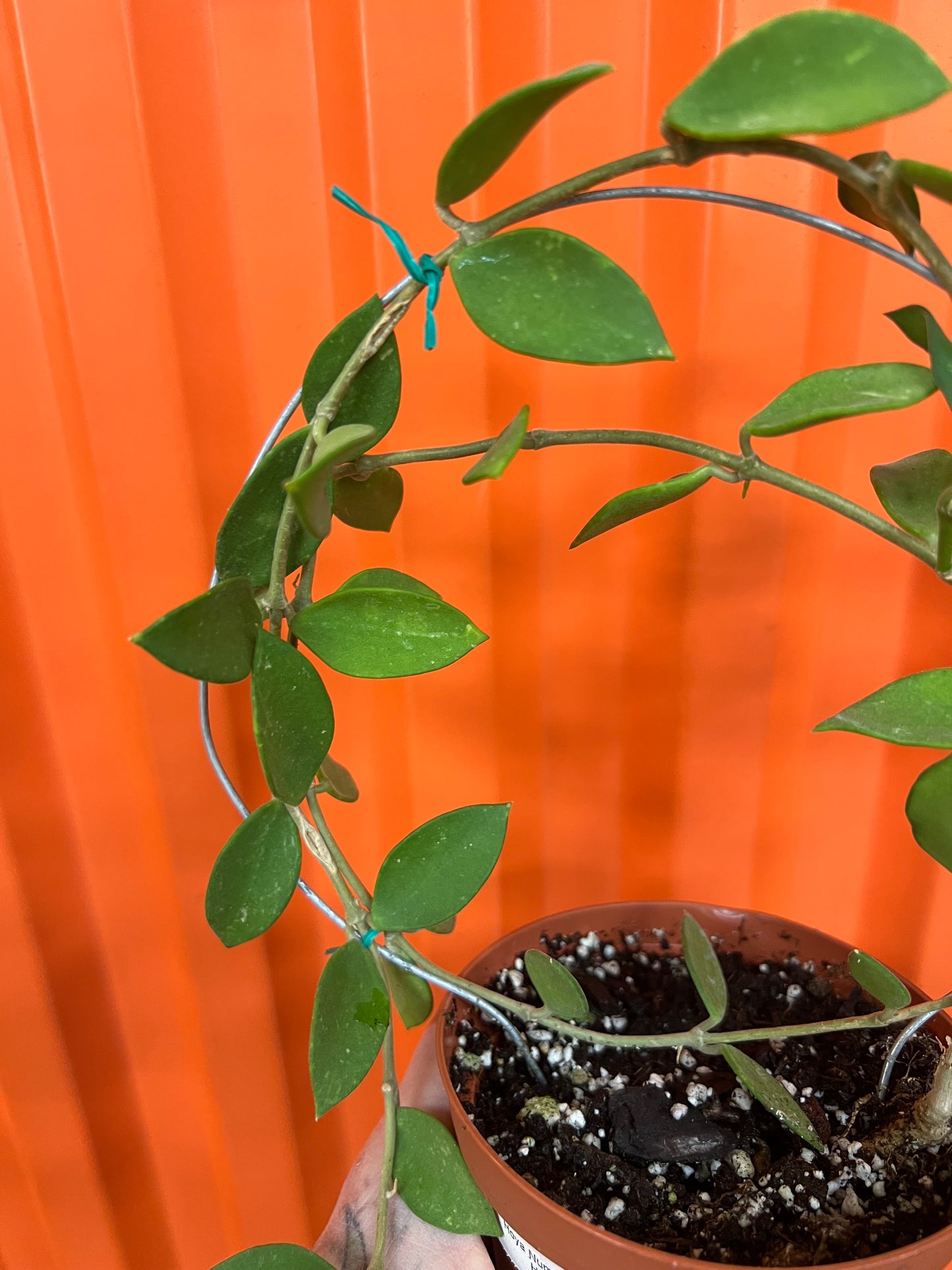 Hoya Nummularioides