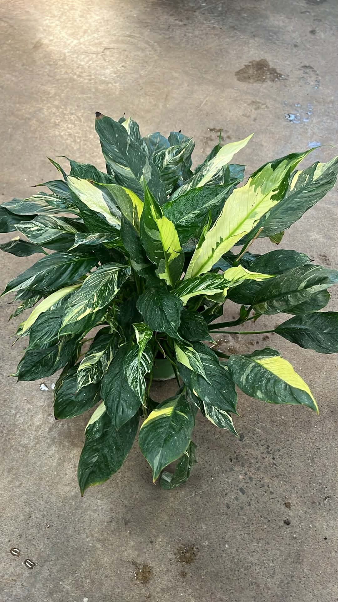 Spathiphyllum Domino Variegated