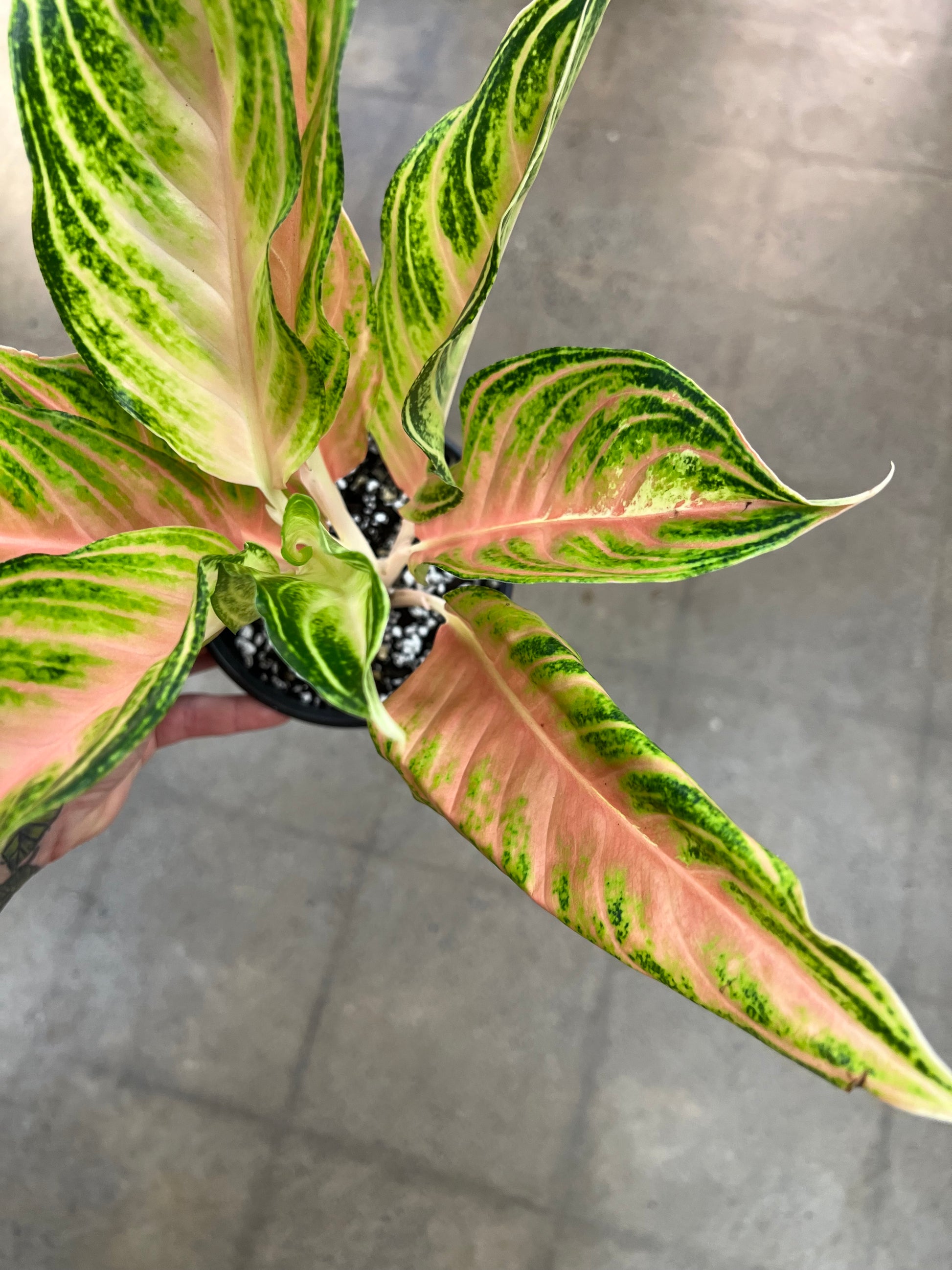 pink panama aglaonema Aglaonema Pink Panama