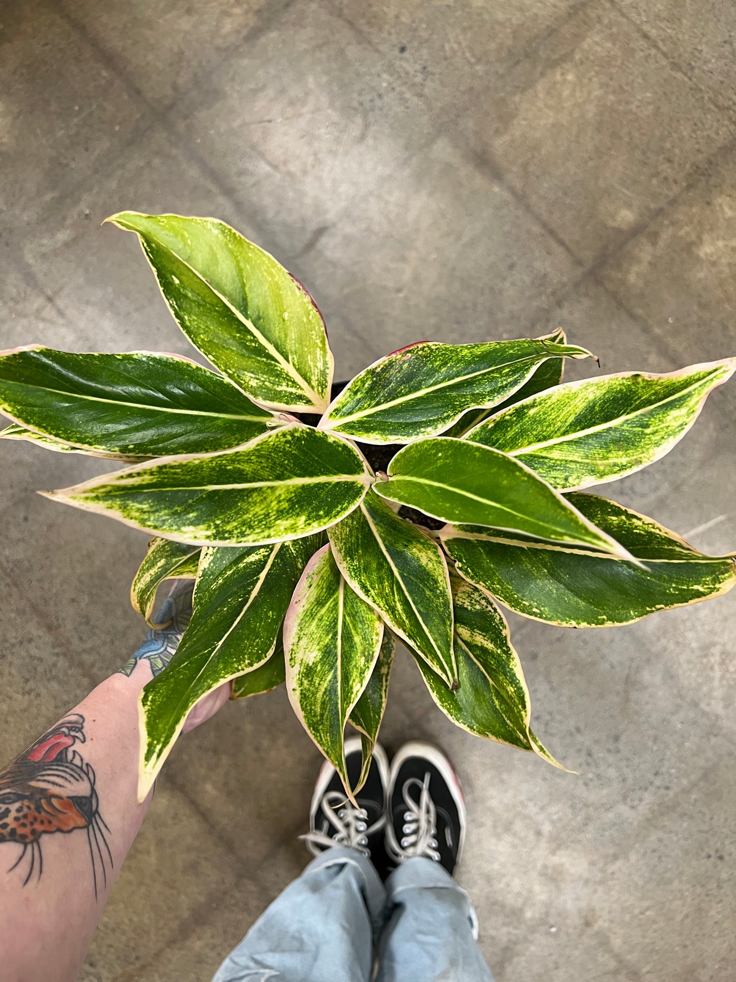 Aglaonema Siam Pink