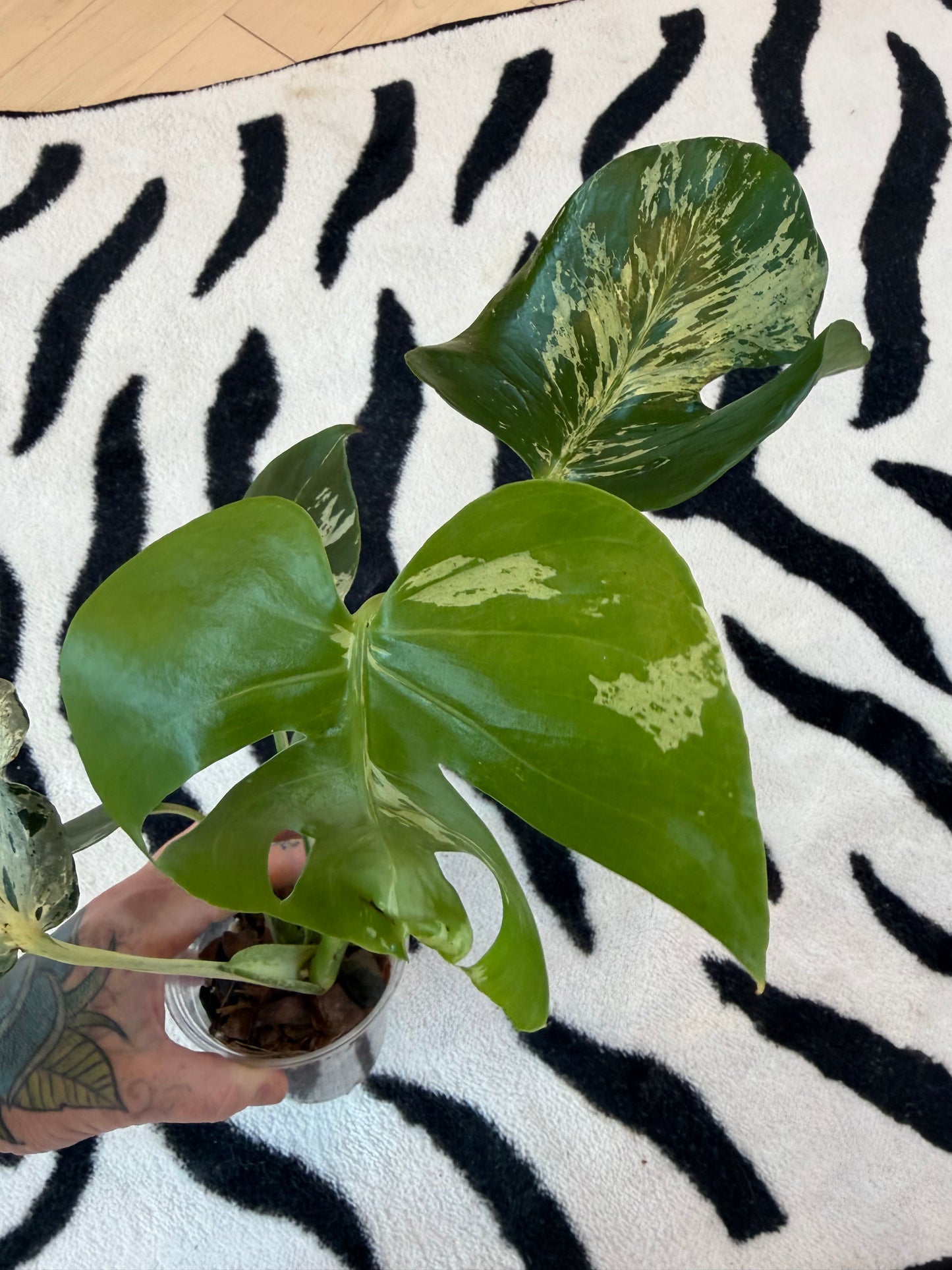 Monstera Bulbasaur #15