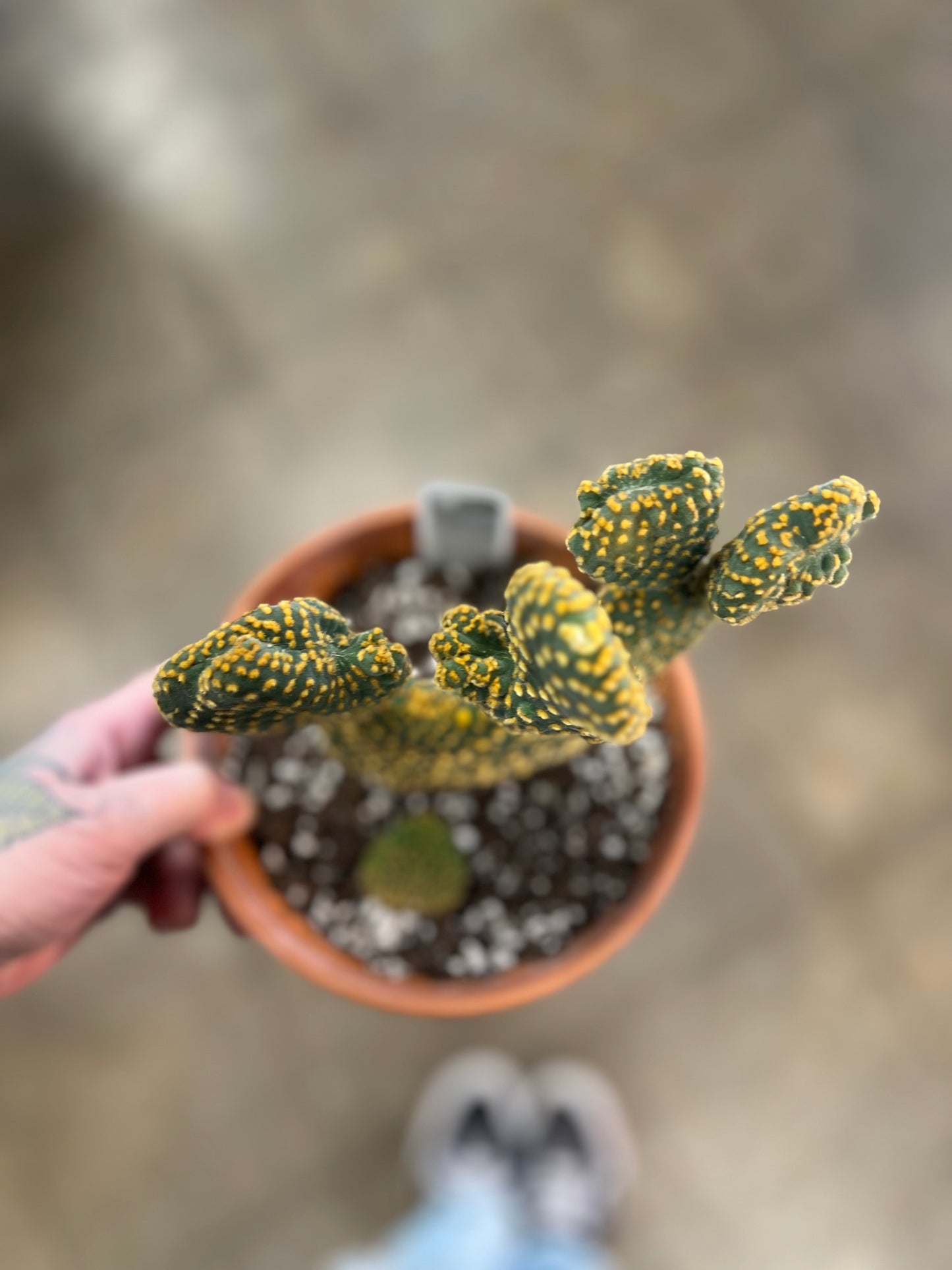 Cactus grès