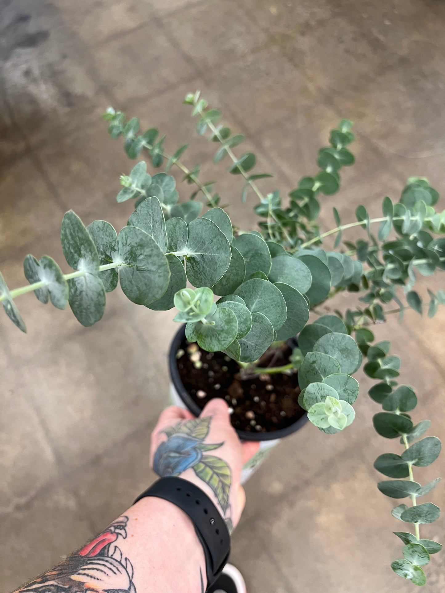 Eucalyptus