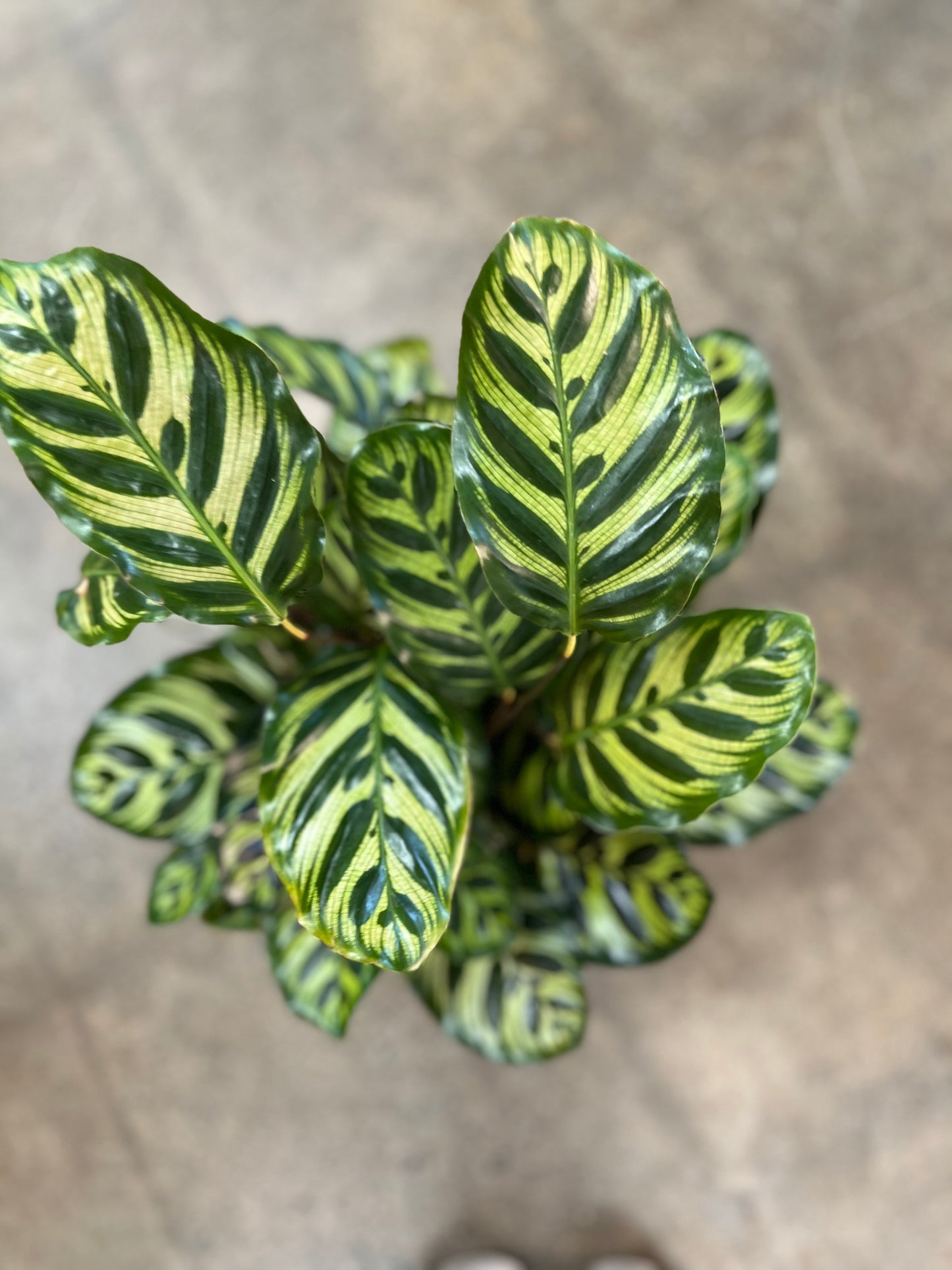 Calathea Makoyana