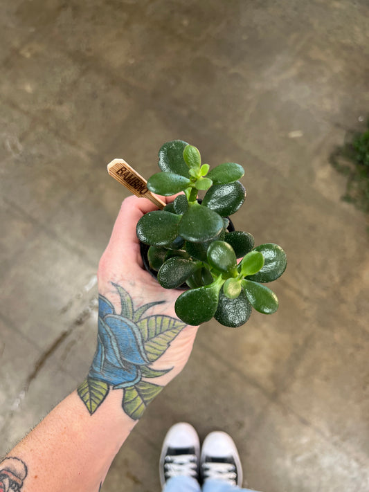 Crassula Plante de Jade