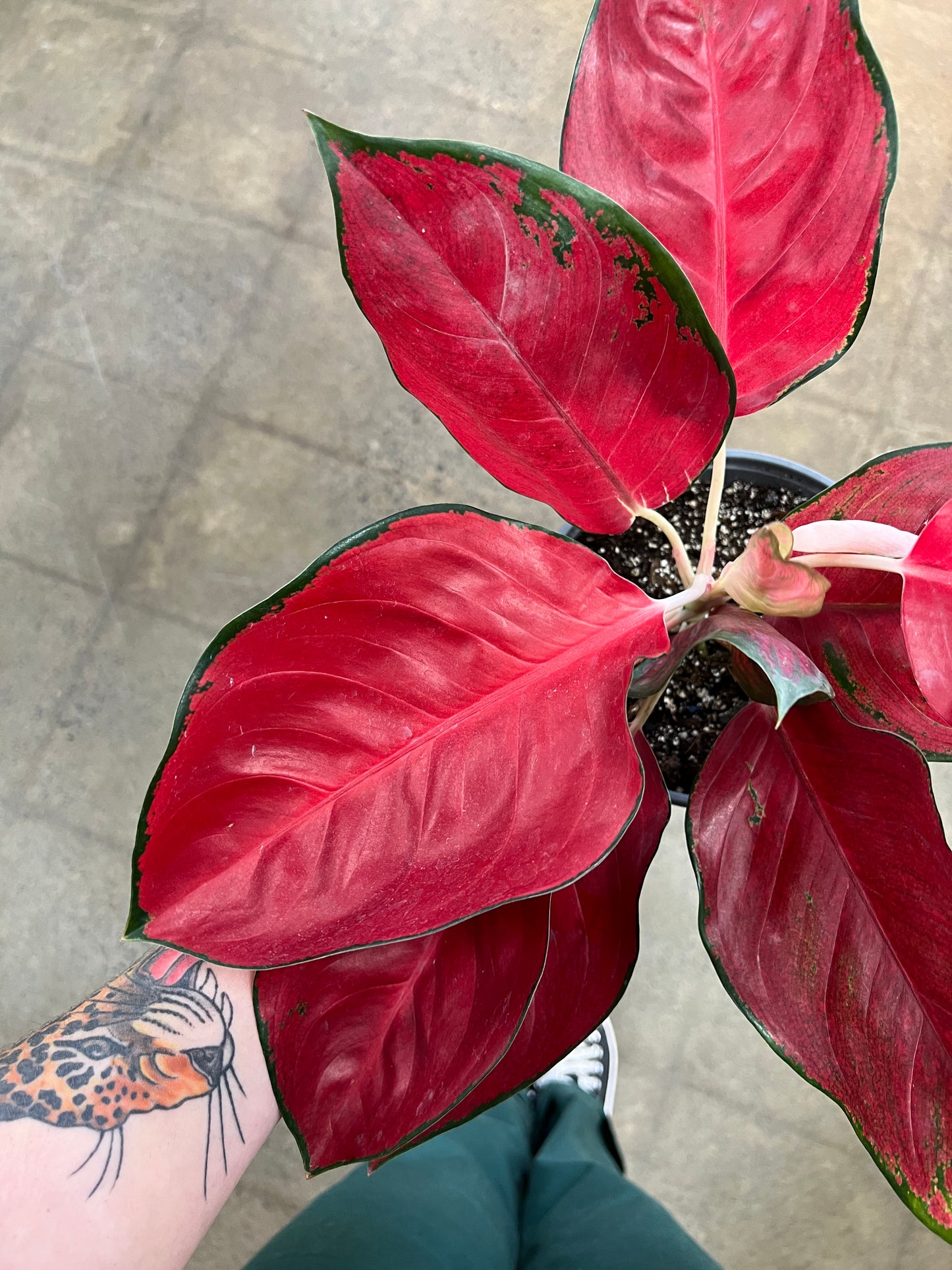 Aglaonema Suksom Jaipong